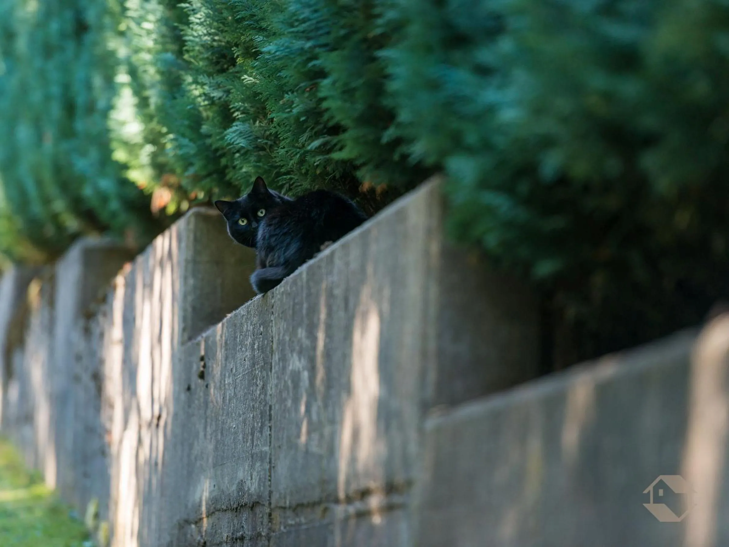 Pets in Landhaus Gruden Sommerberg