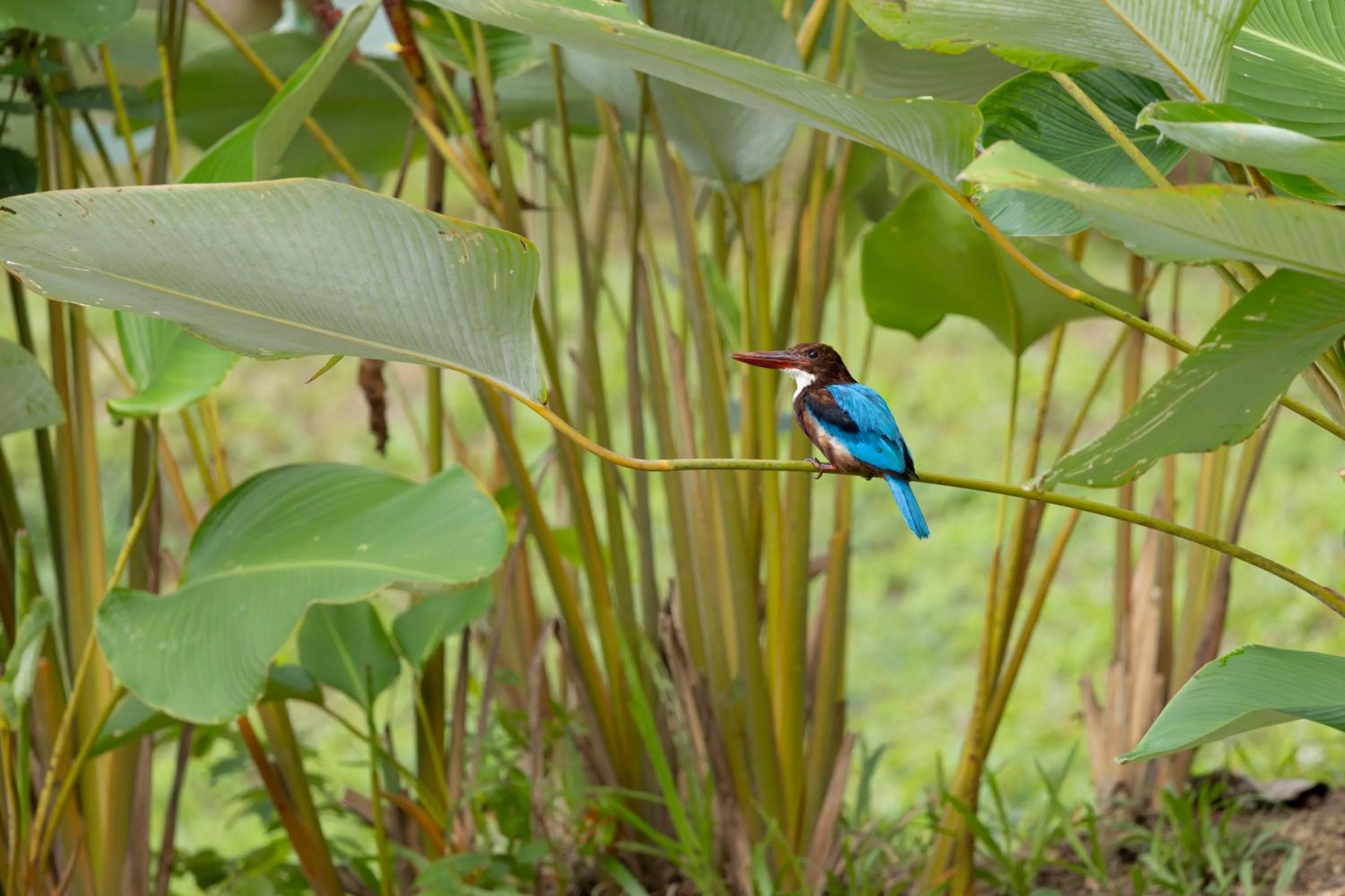 Animals in Mangala Estate Boutique Resort - Small Luxury Hotels of the World
