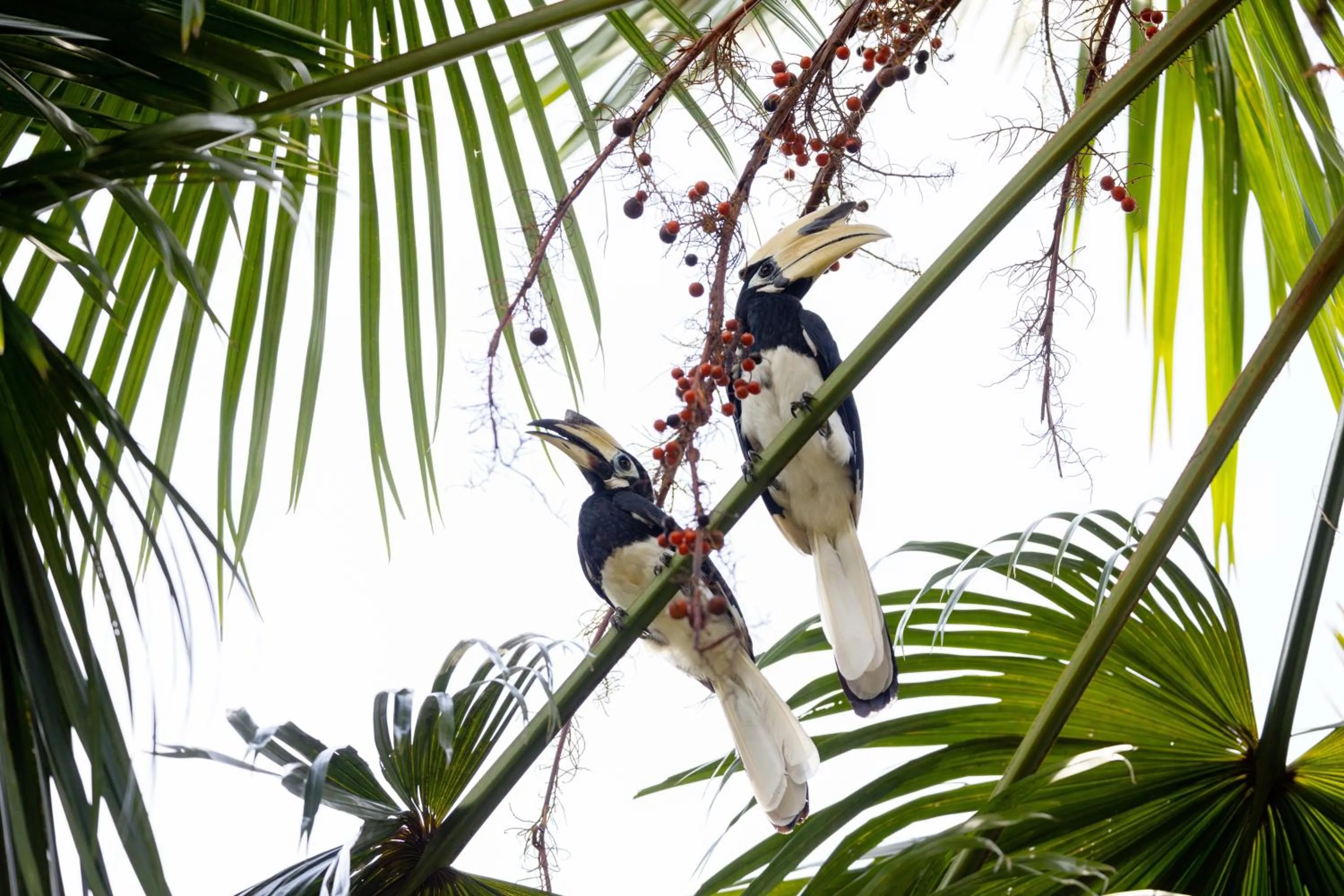 Animals in Mangala Estate Boutique Resort - Small Luxury Hotels of the World