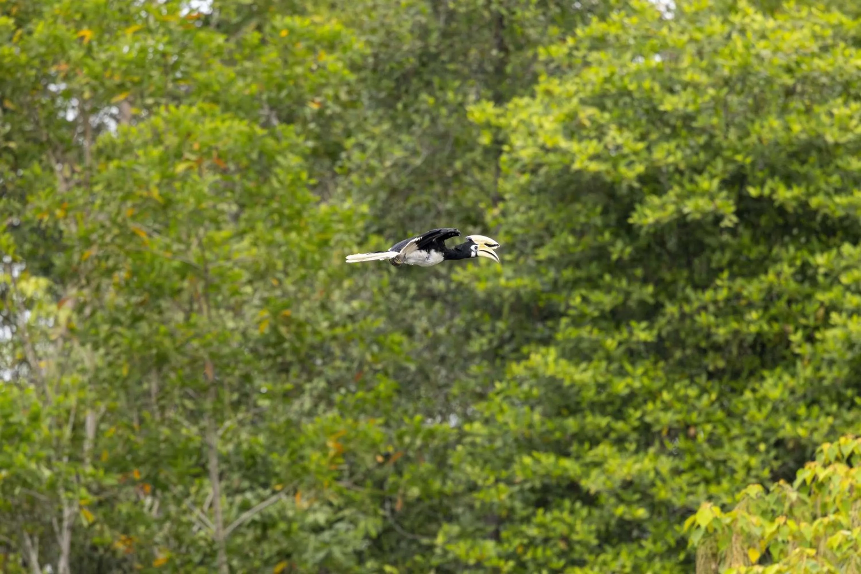 Animals in Mangala Estate Boutique Resort - Small Luxury Hotels of the World