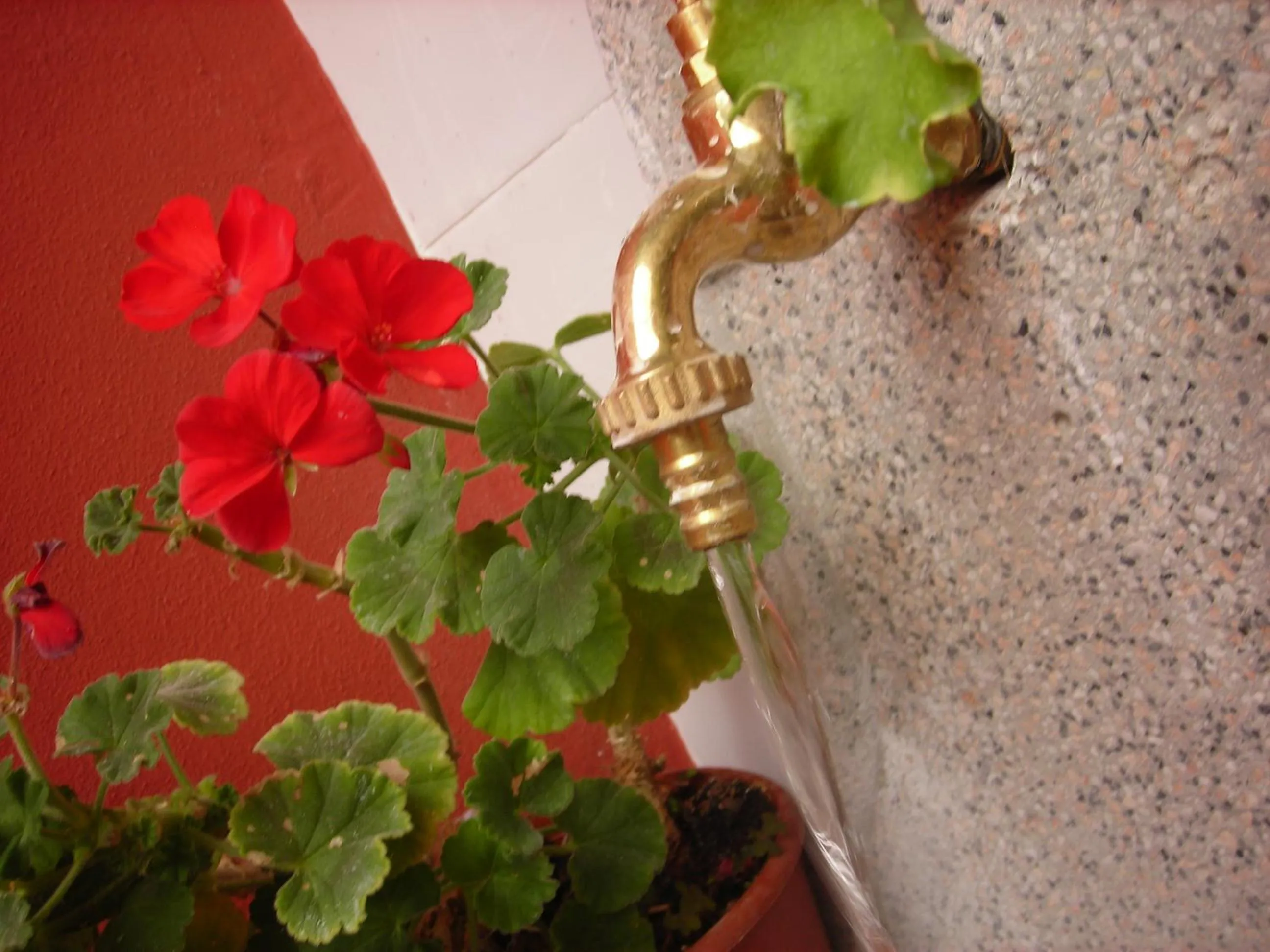 Balcony/Terrace in Hotel Ambrogini