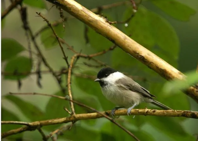 Animals in La Forest De Nome Karuizawa