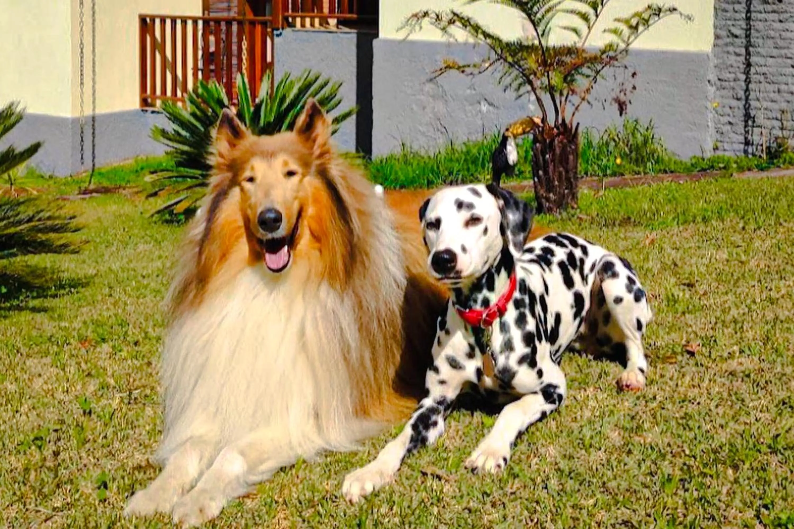 Animals in VELINN Pousada Vila Floratta