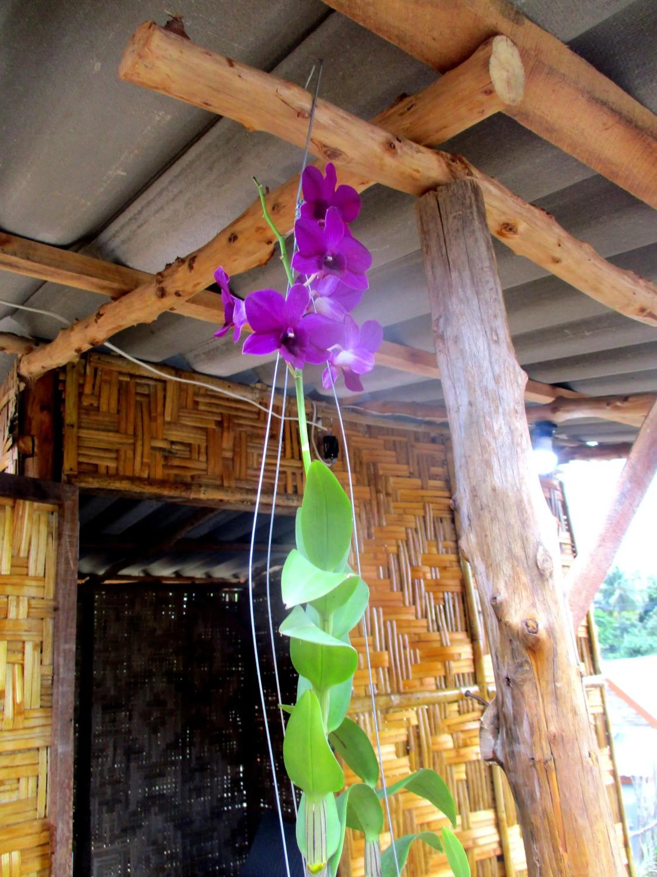 Garden view in Rimsuan House