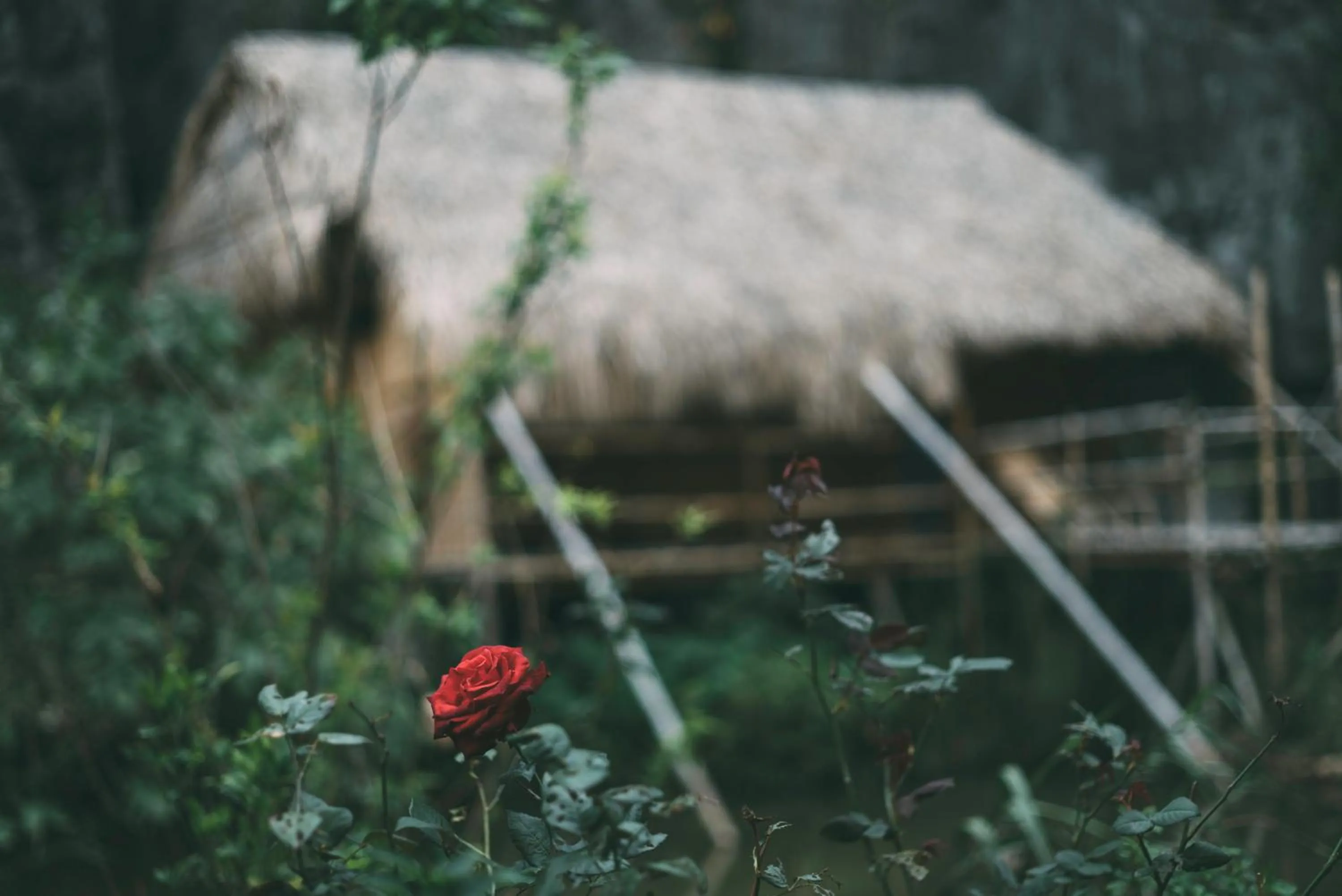 Garden in Chez Beo Homestay