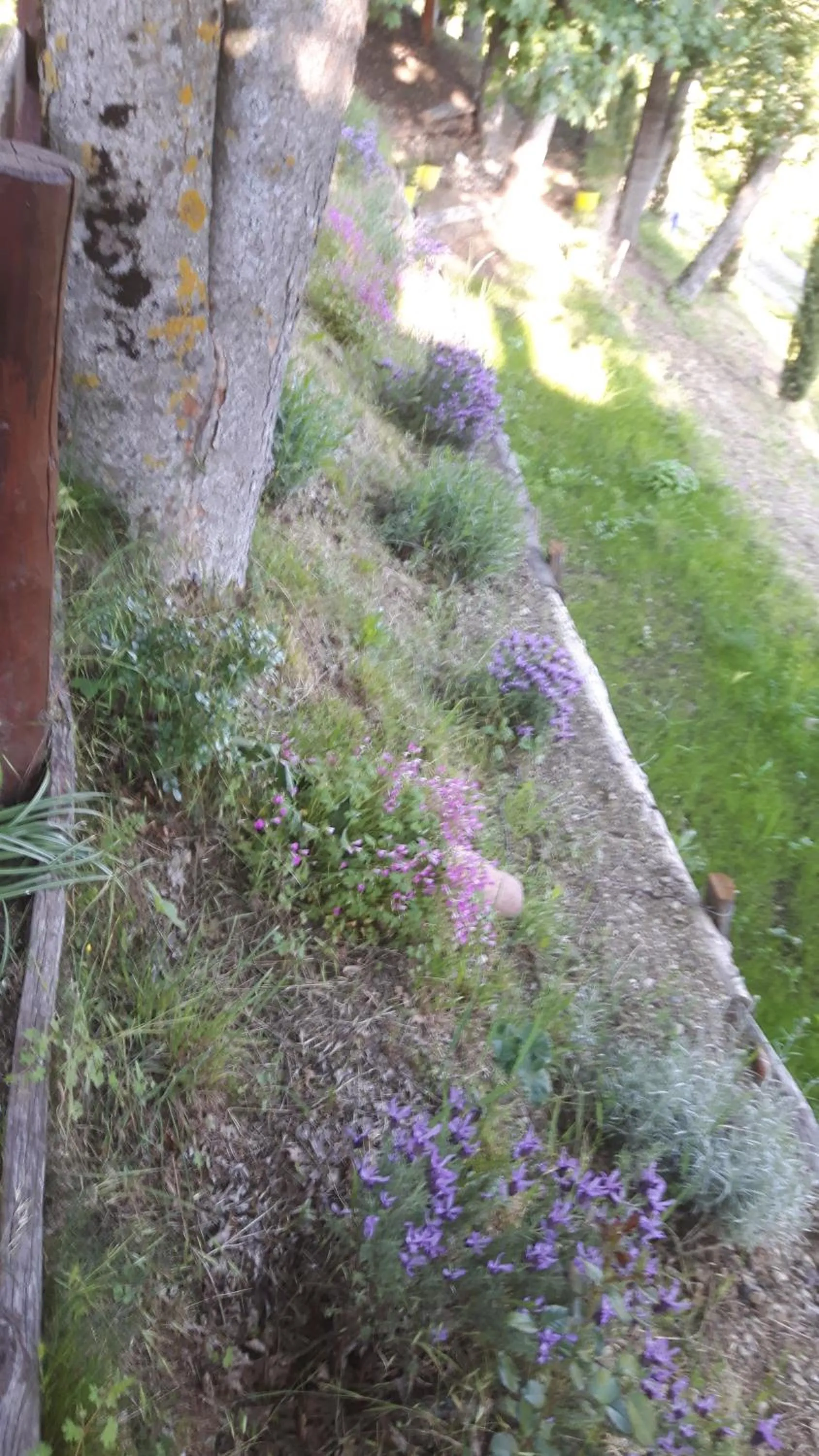 Garden in B&B Borgo Valagnesi casa Annarita