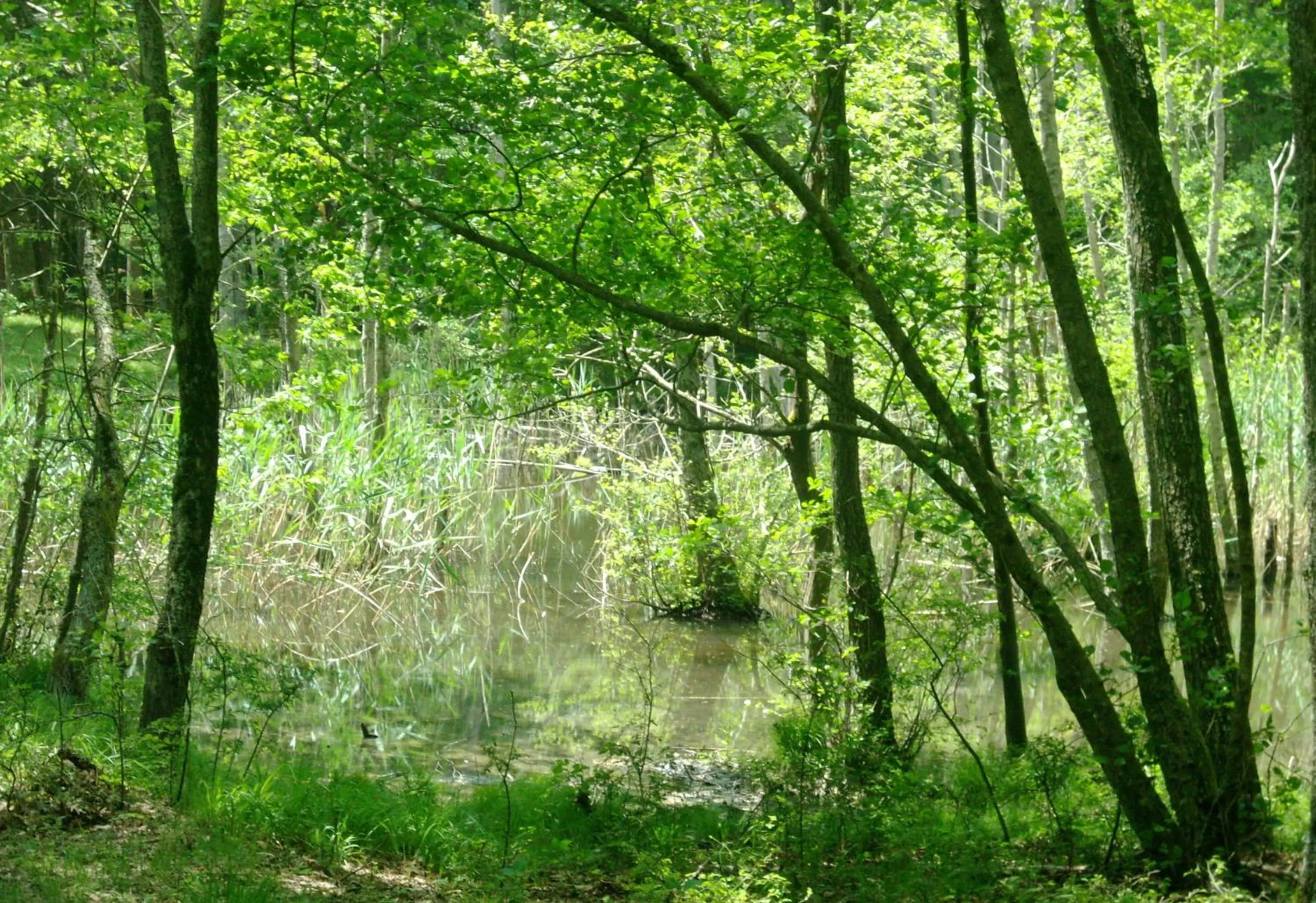 Natural landscape in B&B Borgo Valagnesi casa Annarita