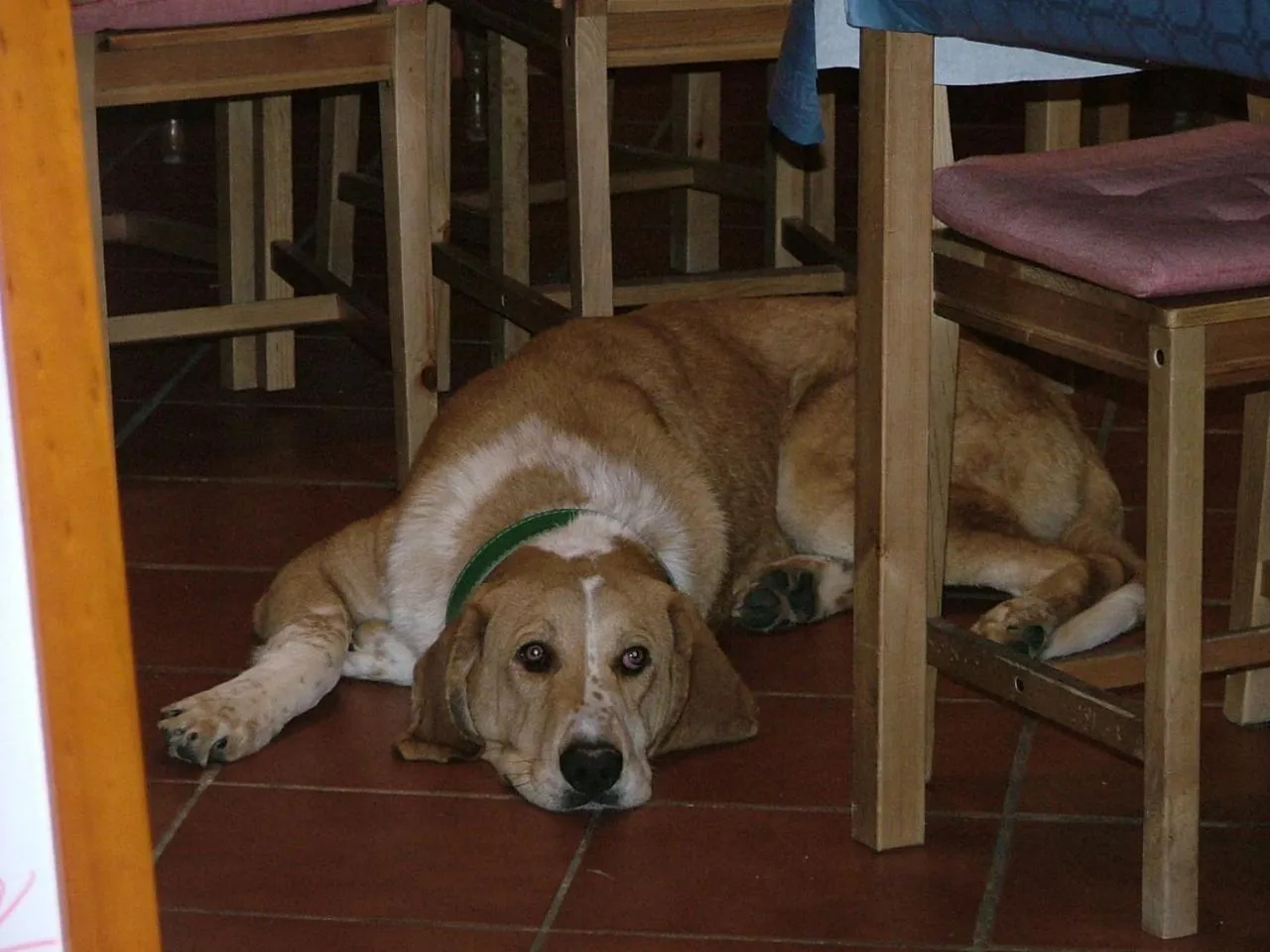 Pets in Hotel Restaurante Las Buitreras