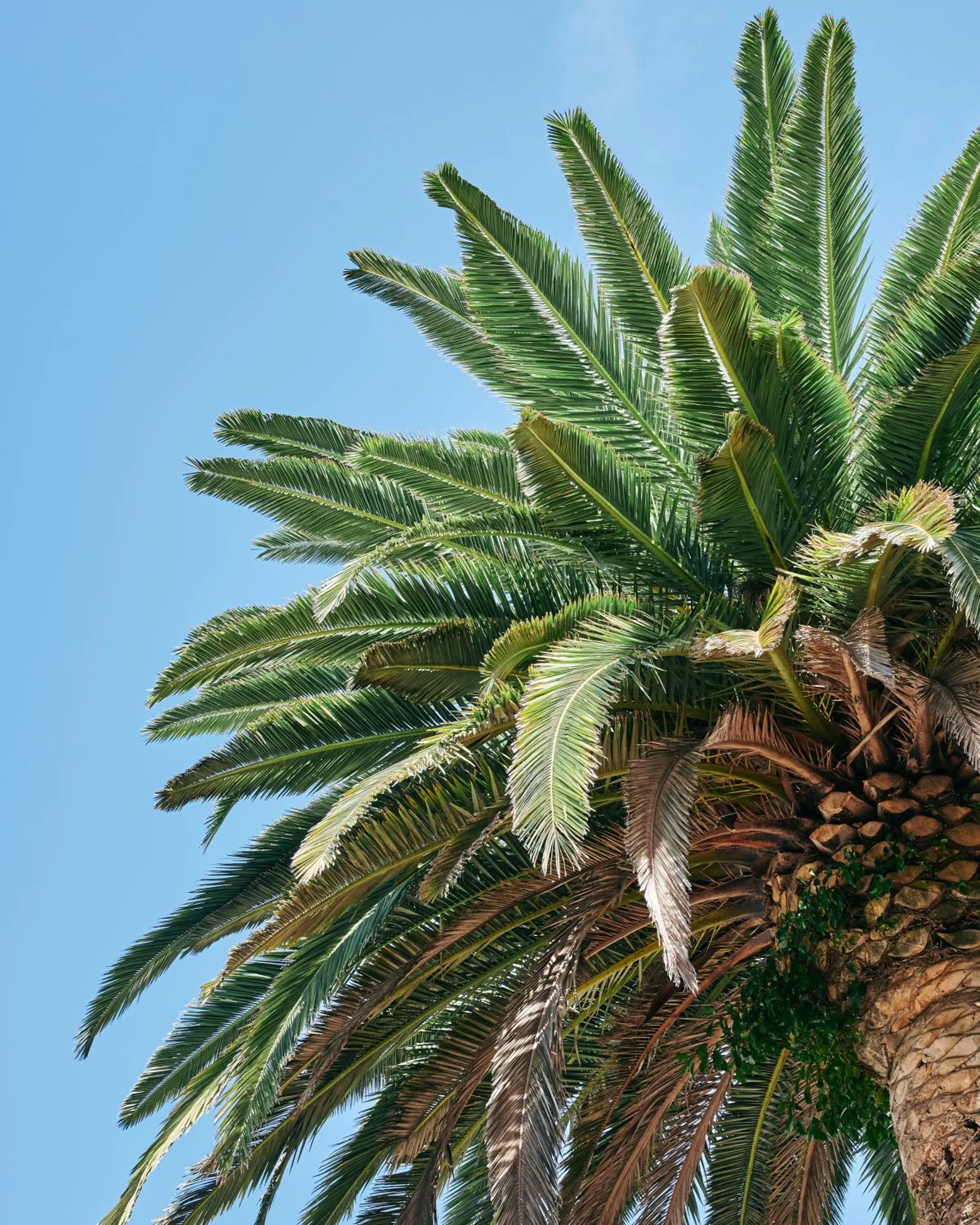 Garden in Harpers House