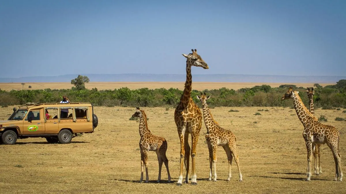Animals in Mara Leisure Camp