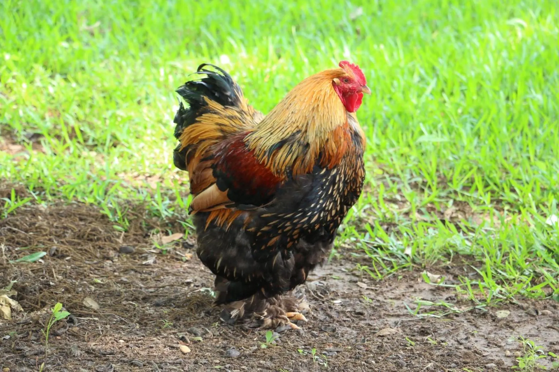 Animals in Hotel Kitsmiller on Main