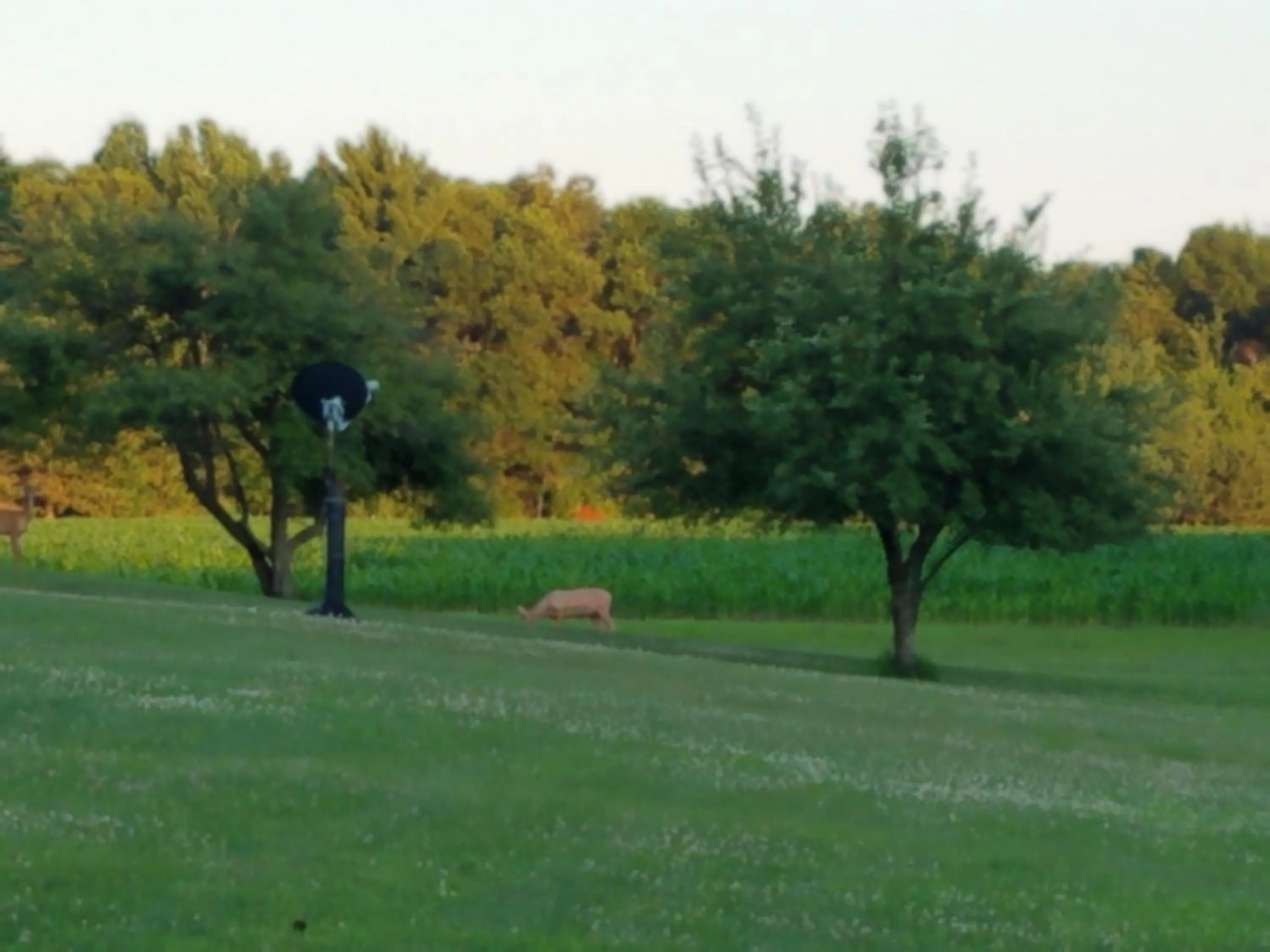 Garden view in Tarragon Motel