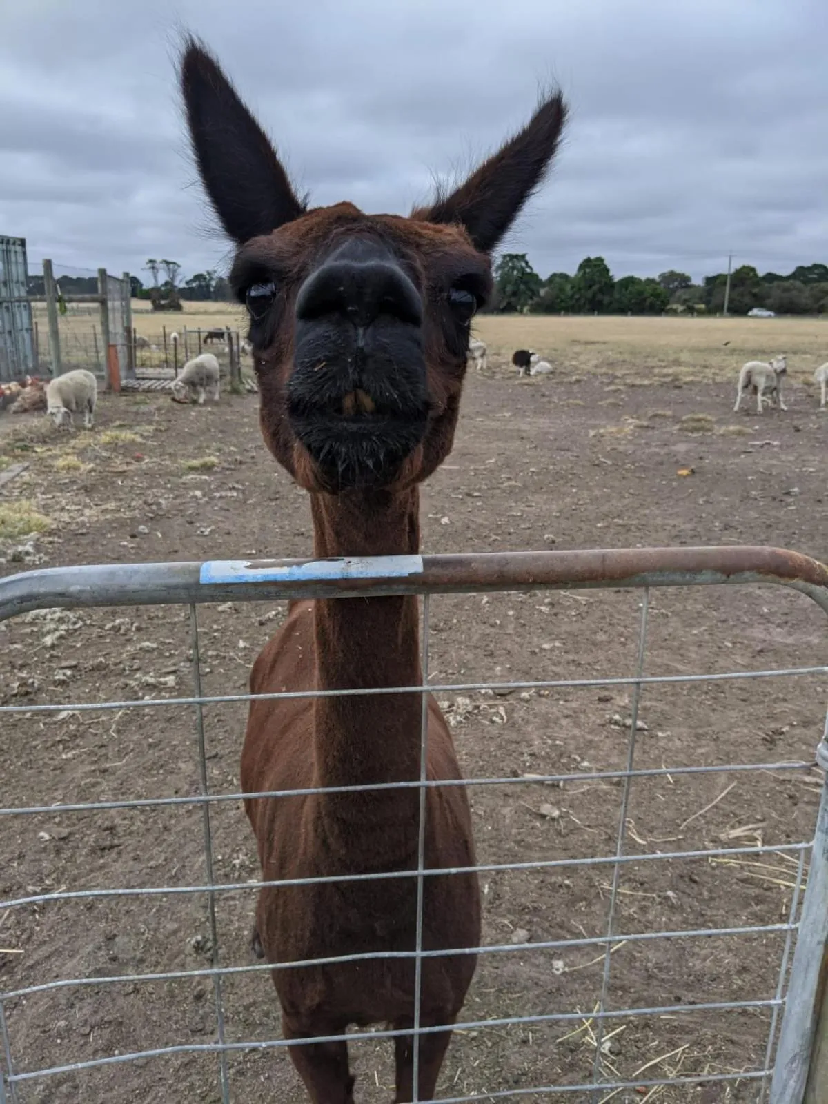 Animals in The Oxley Estate