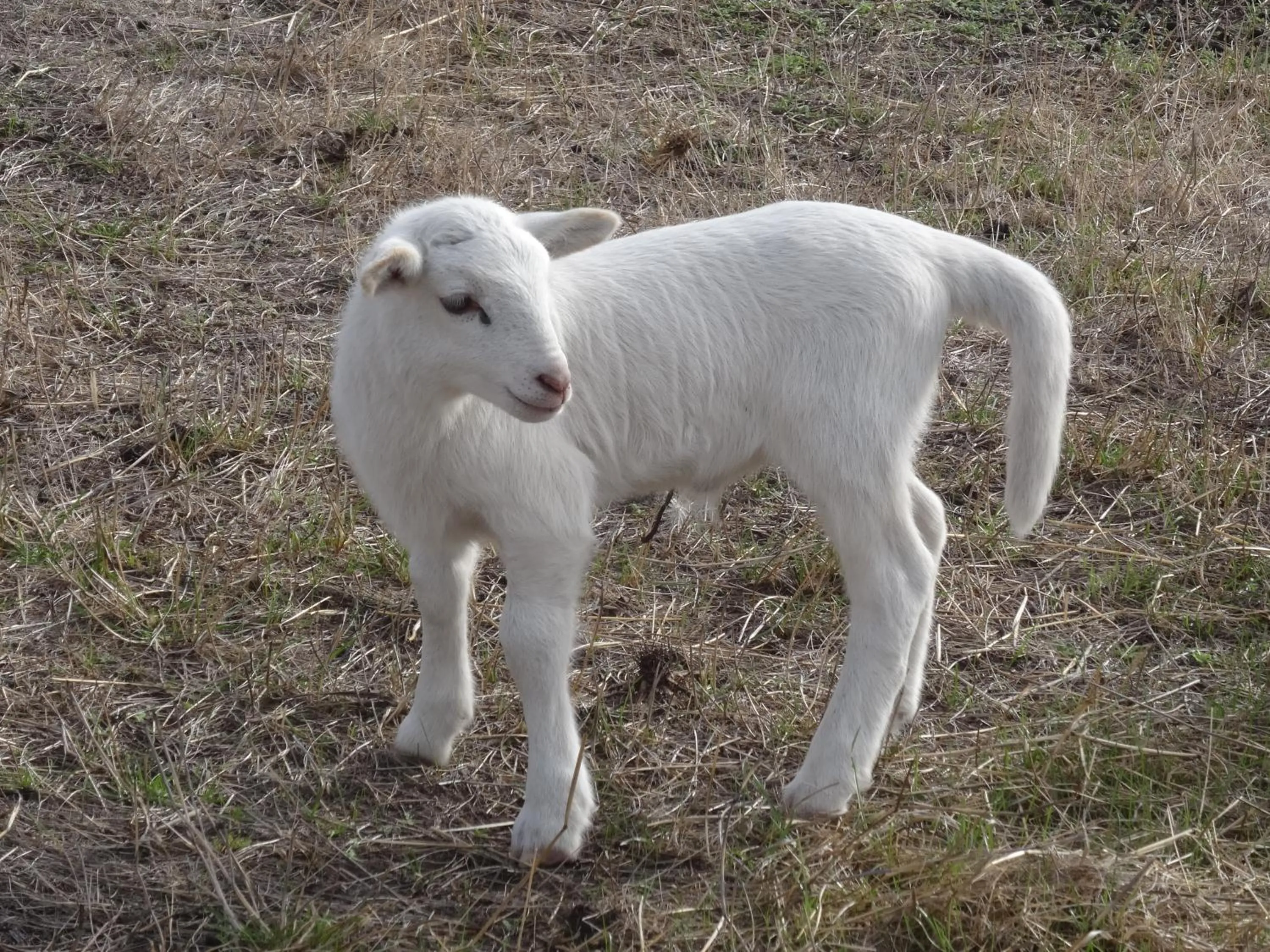 Animals in The Oxley Estate