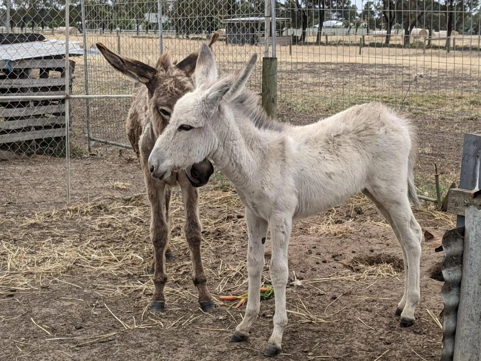 Animals in The Oxley Estate