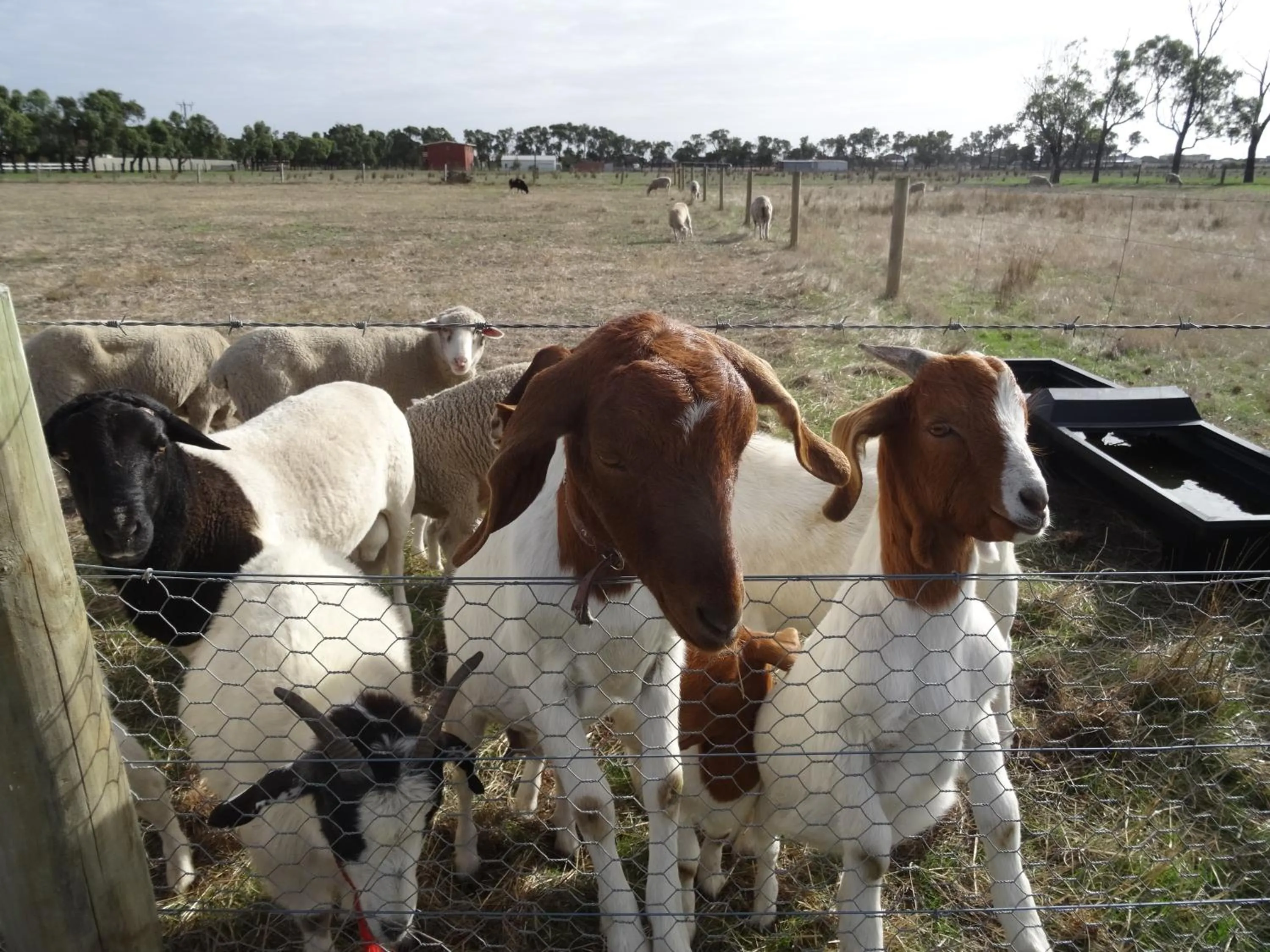 Animals in The Oxley Estate