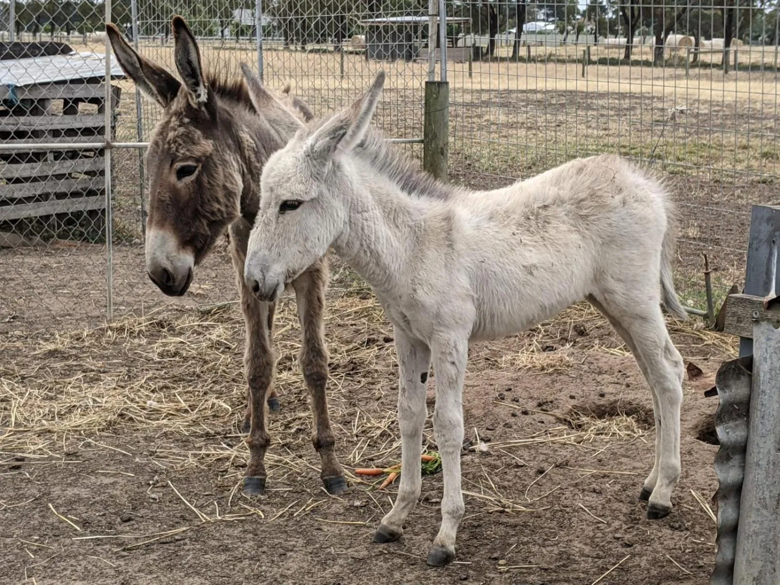 Animals in The Oxley Estate