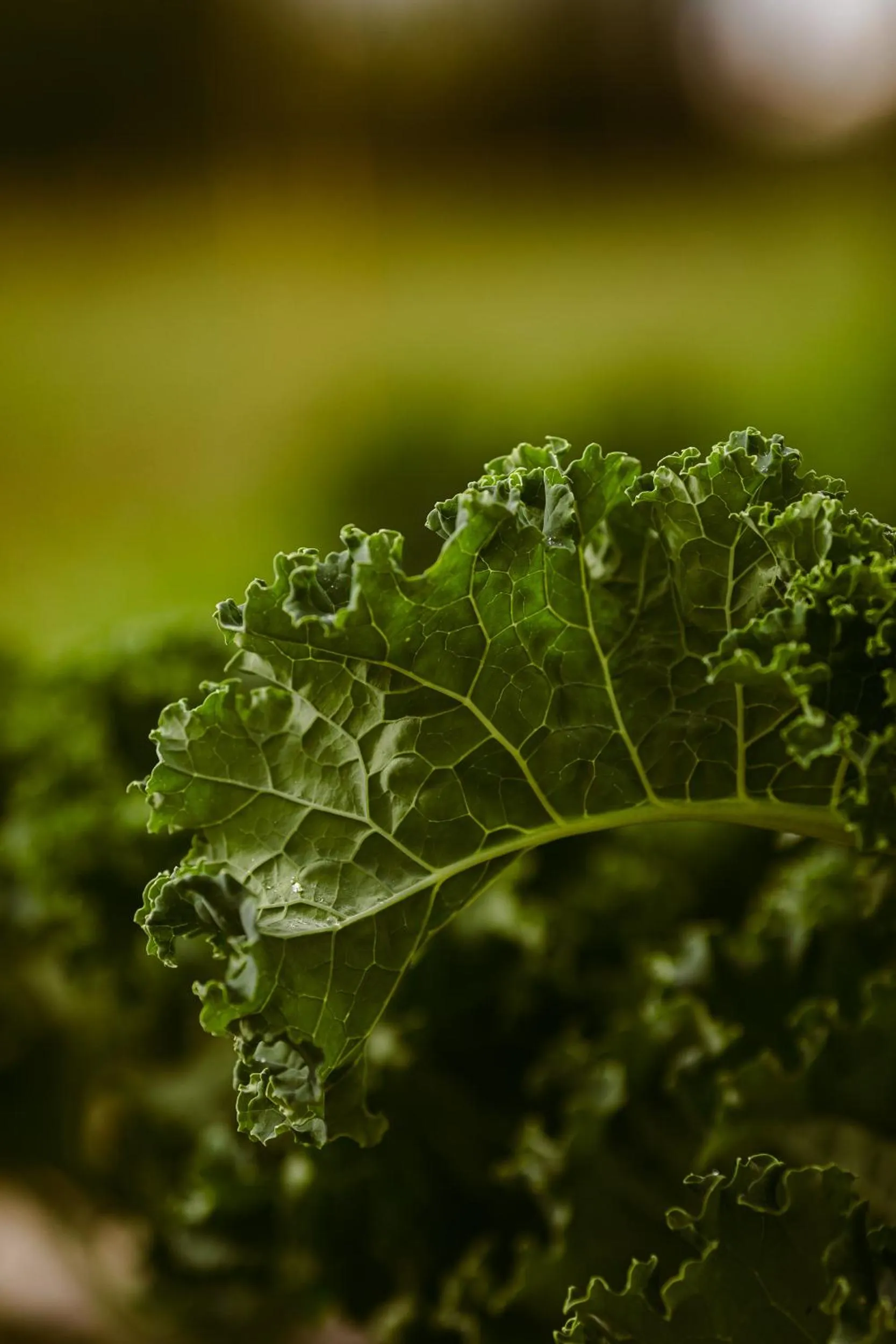 Food in Hotel Rural Xereca