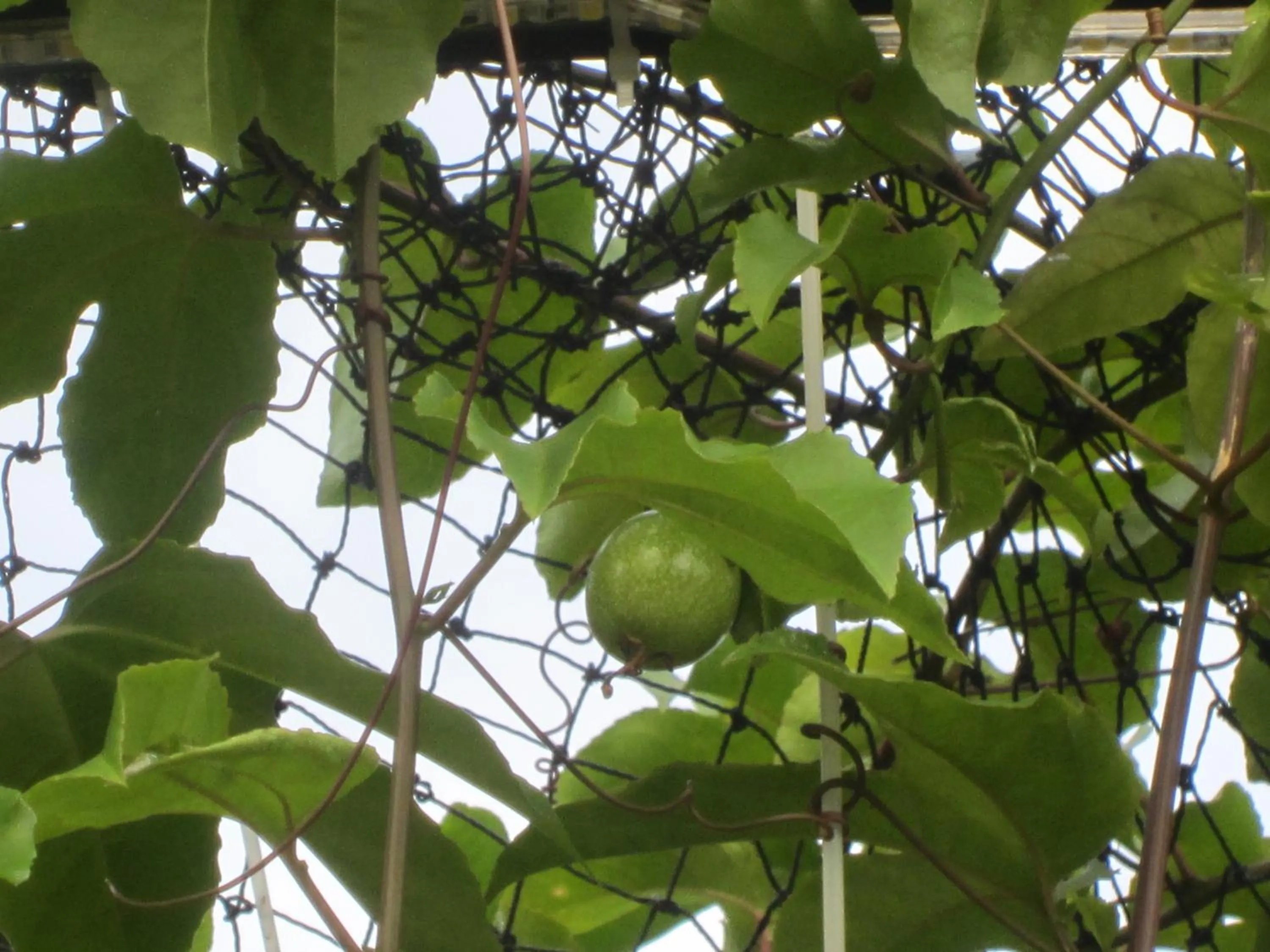 Gia Thanh Phu Quoc Guest House