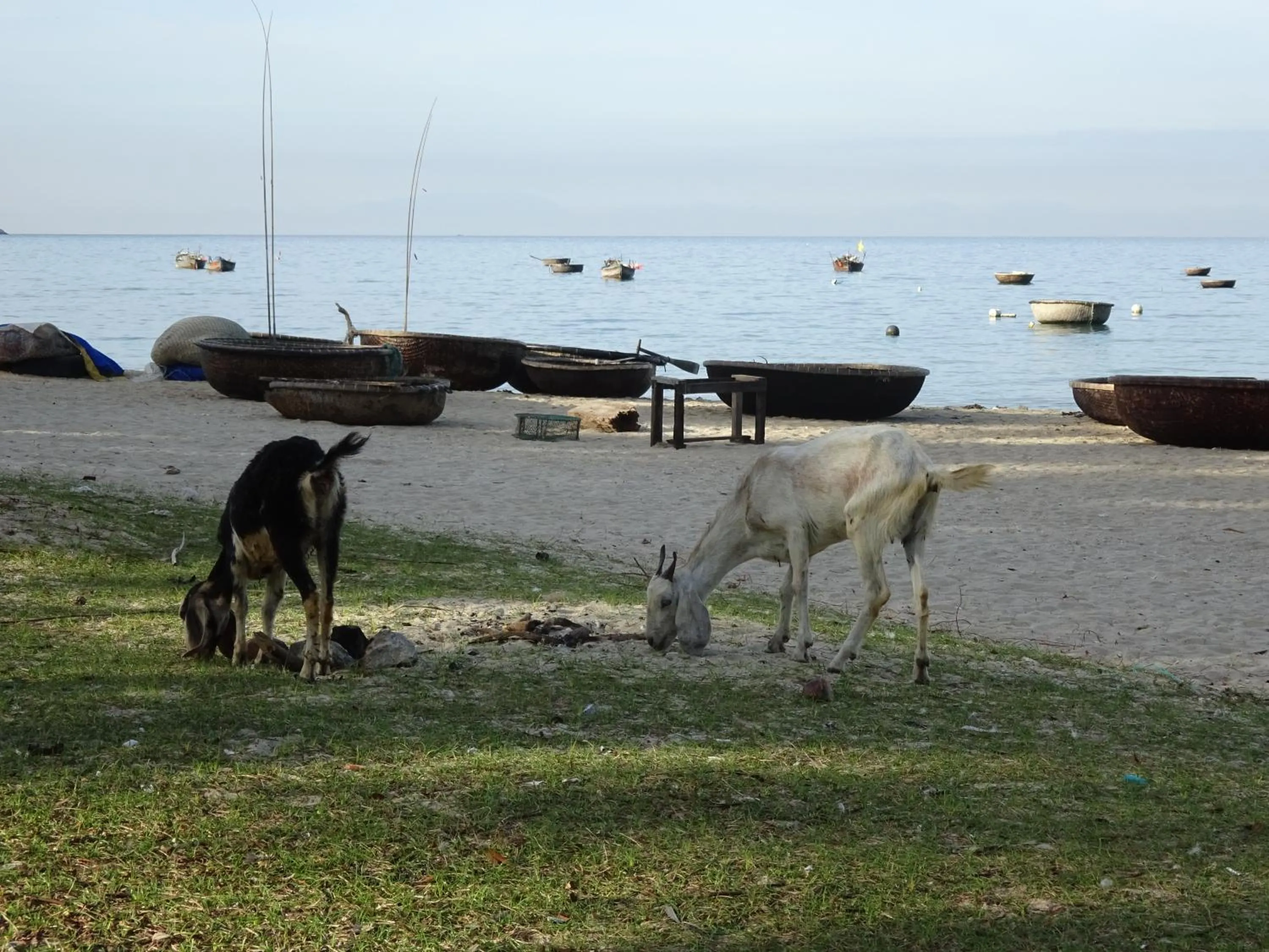 Animals in Cham Island Smiles Homestay