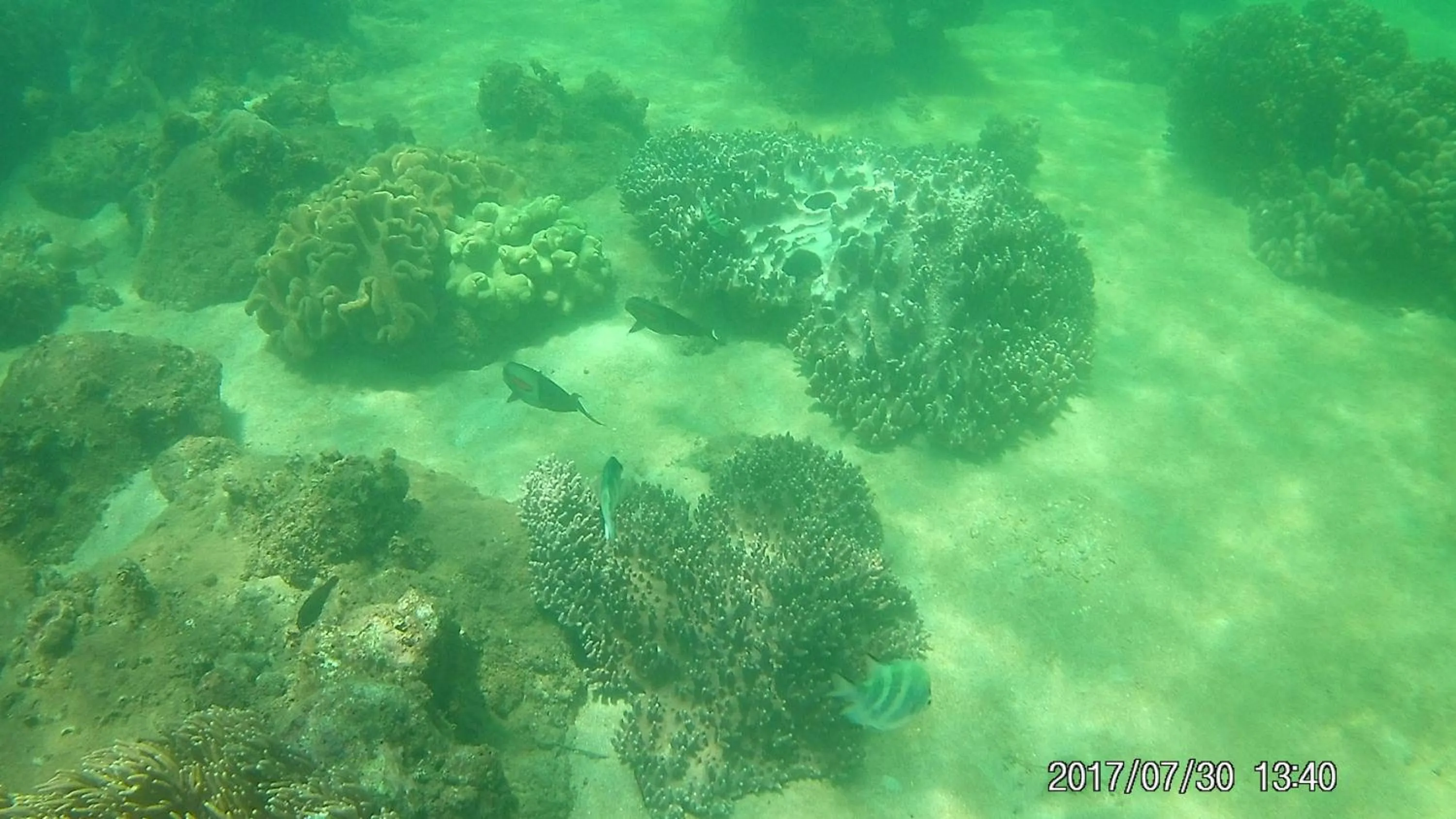 Diving in Cham Island Smiles Homestay