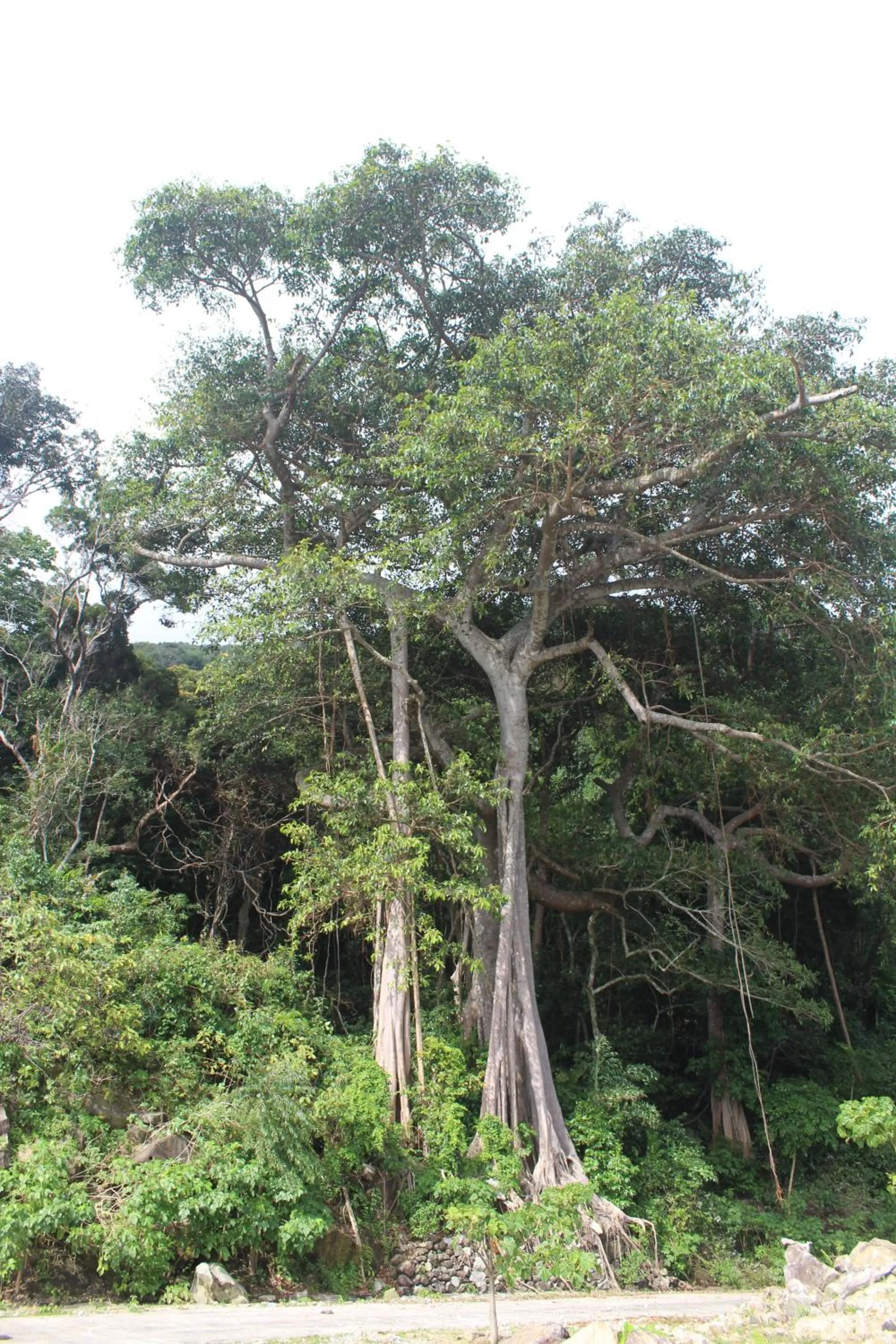 Hiking in Cham Island Smiles Homestay