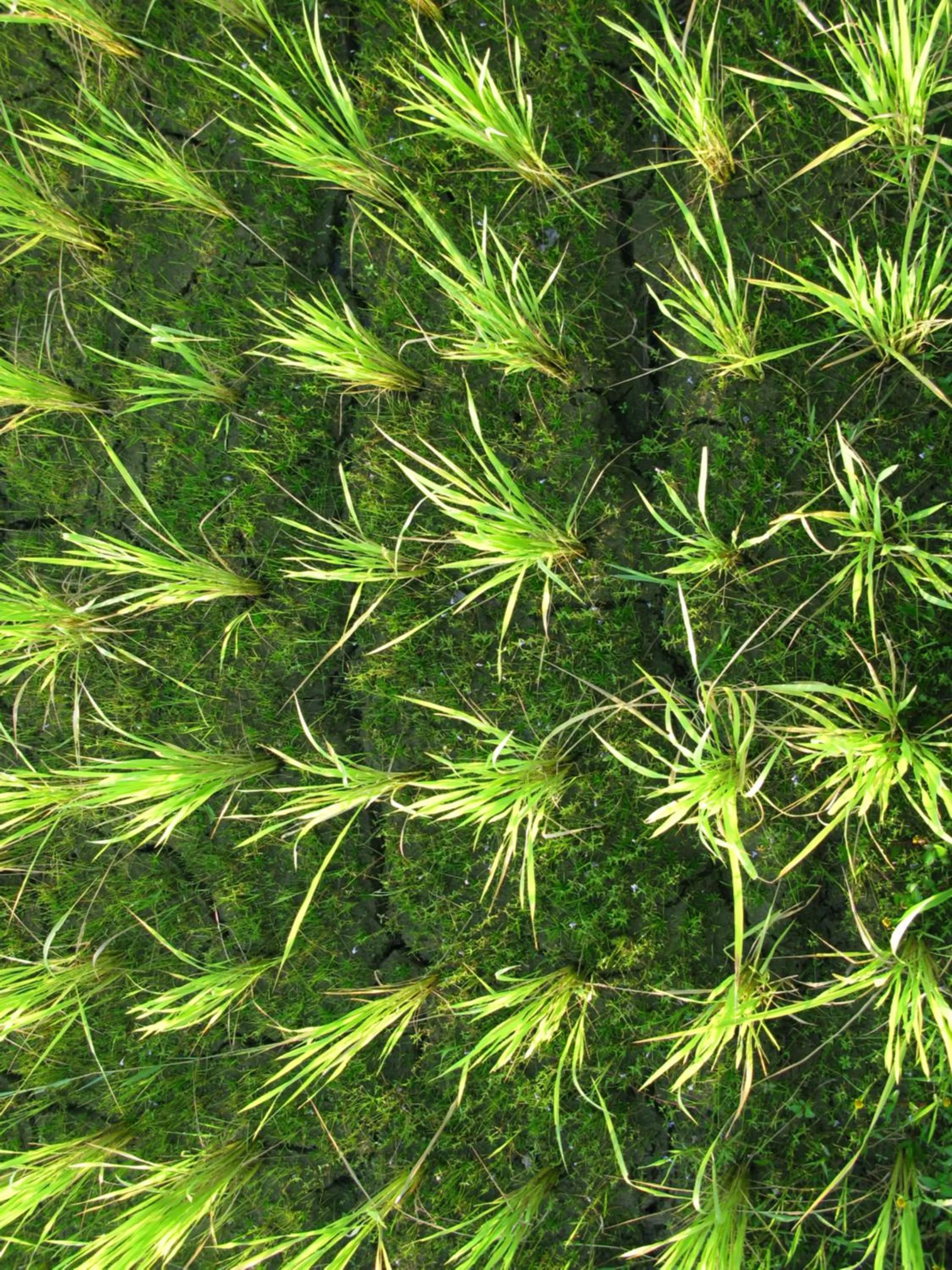 Day in Prana Dewi Mountain Resort