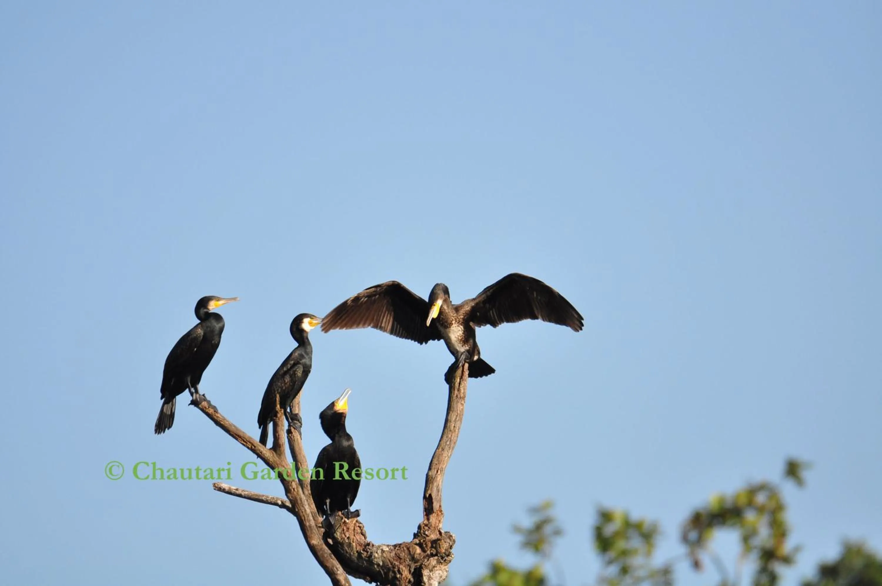 Activities in Chautari Garden Resort