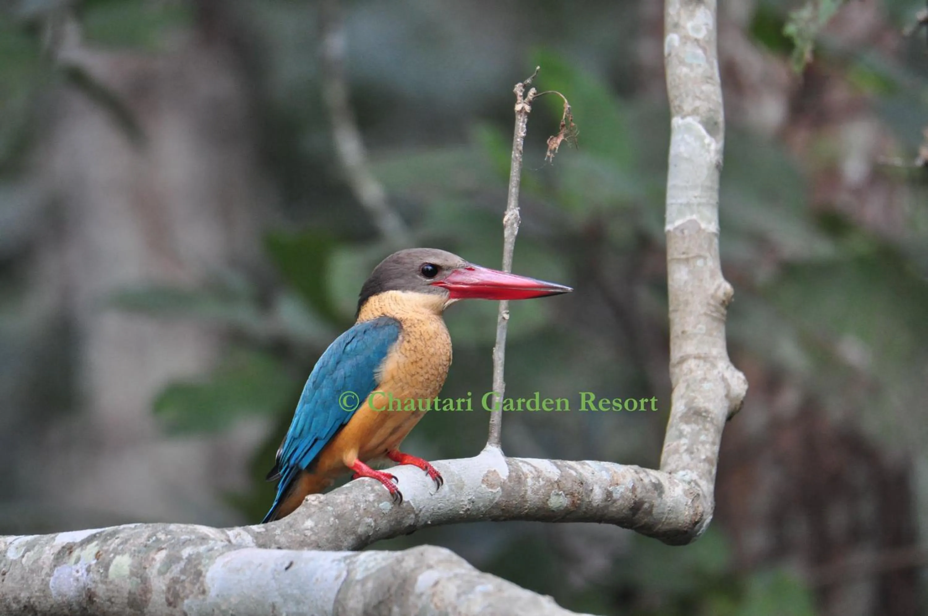 Activities in Chautari Garden Resort