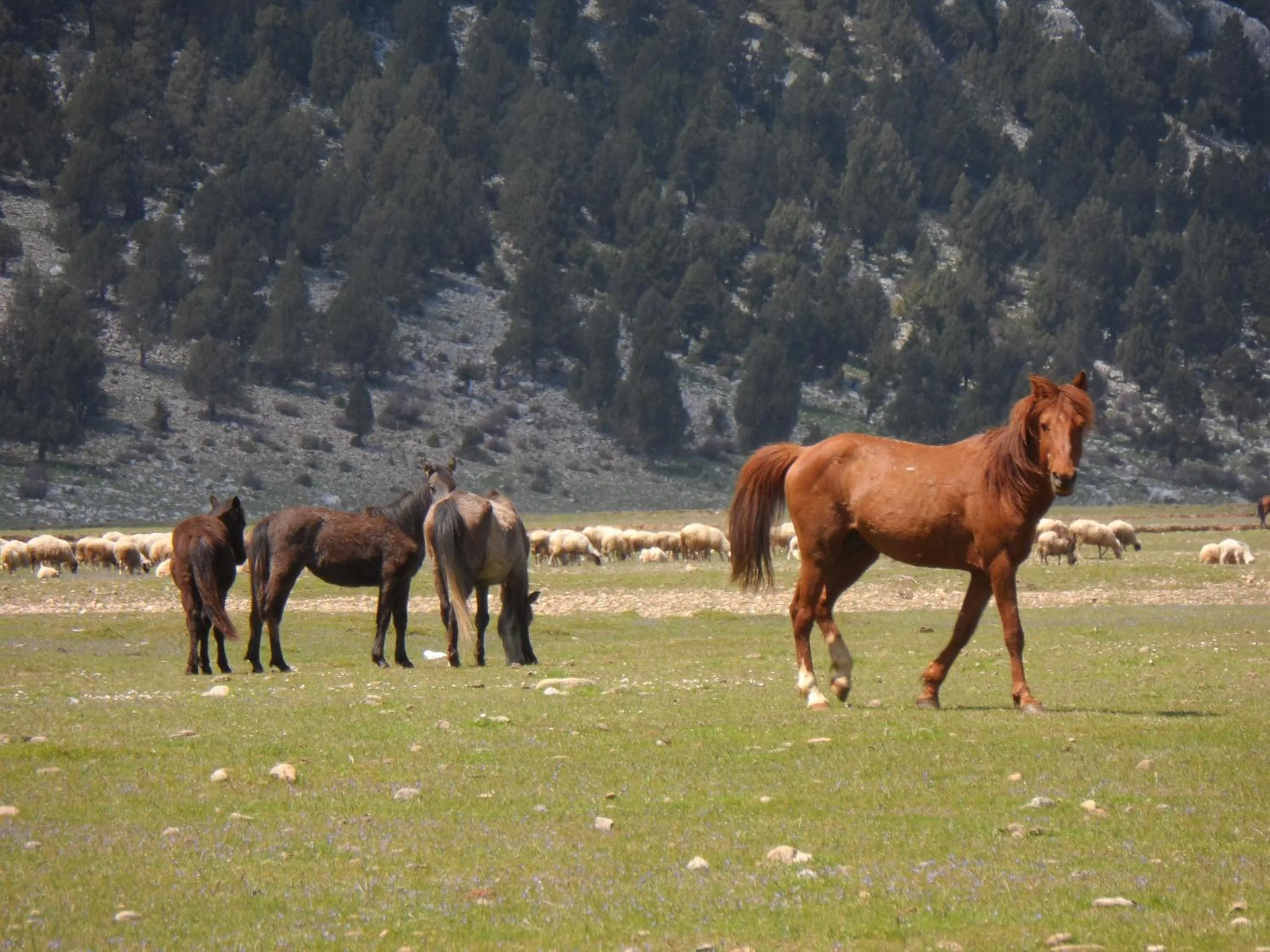 Neighbourhood in Ormana Active Butik Otel