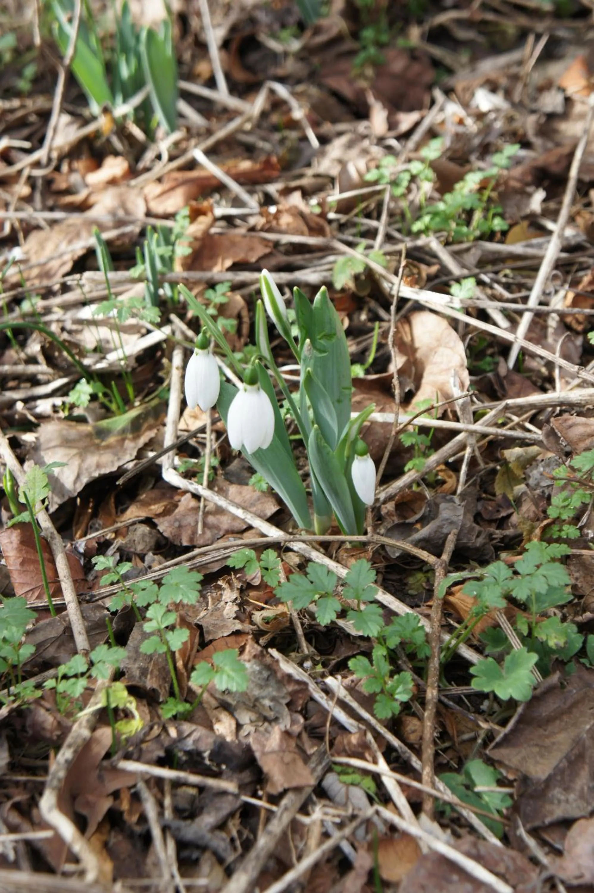 Garden view in Ormana Active Butik Otel