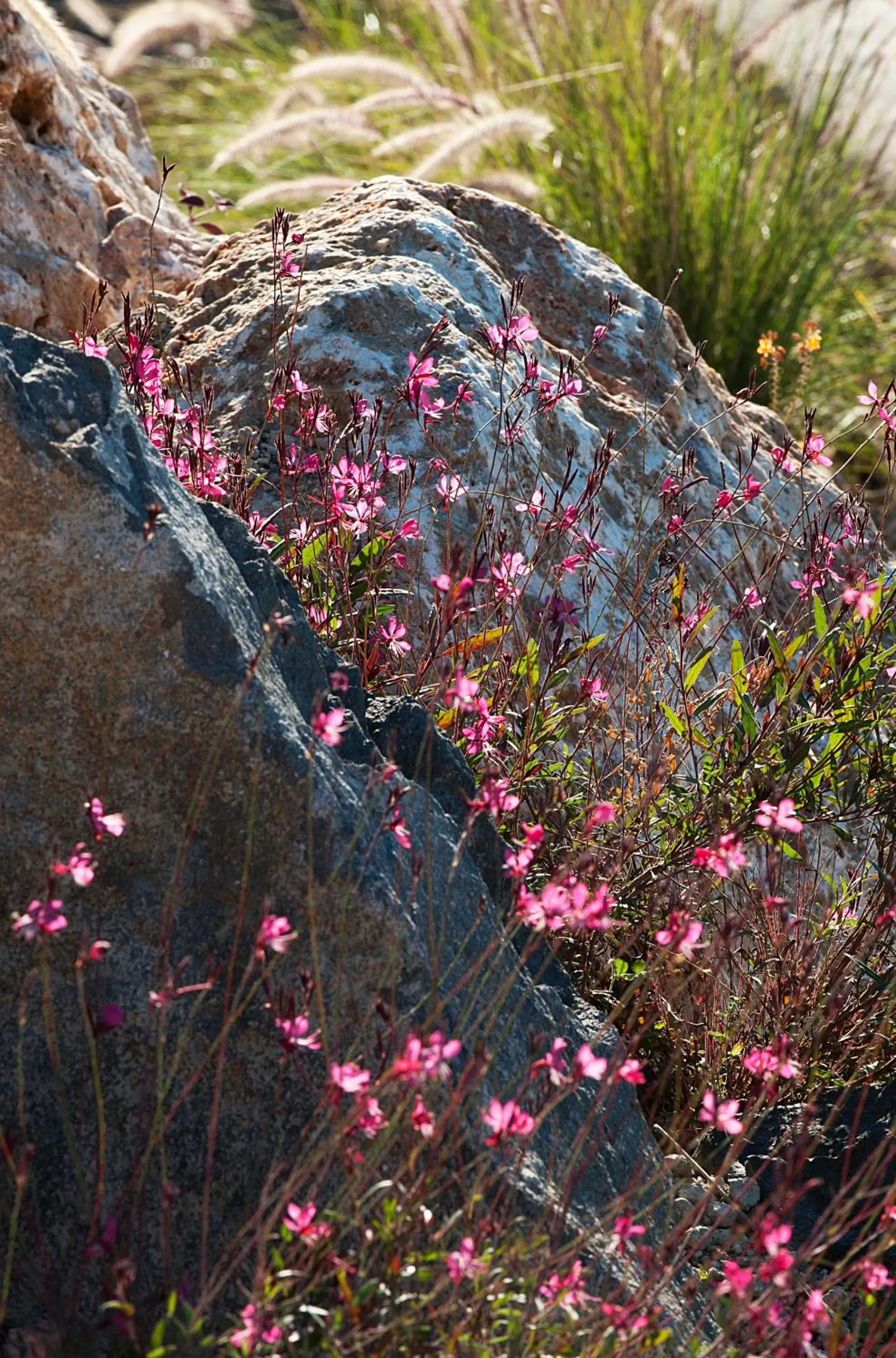 Garden in Santorini Heights