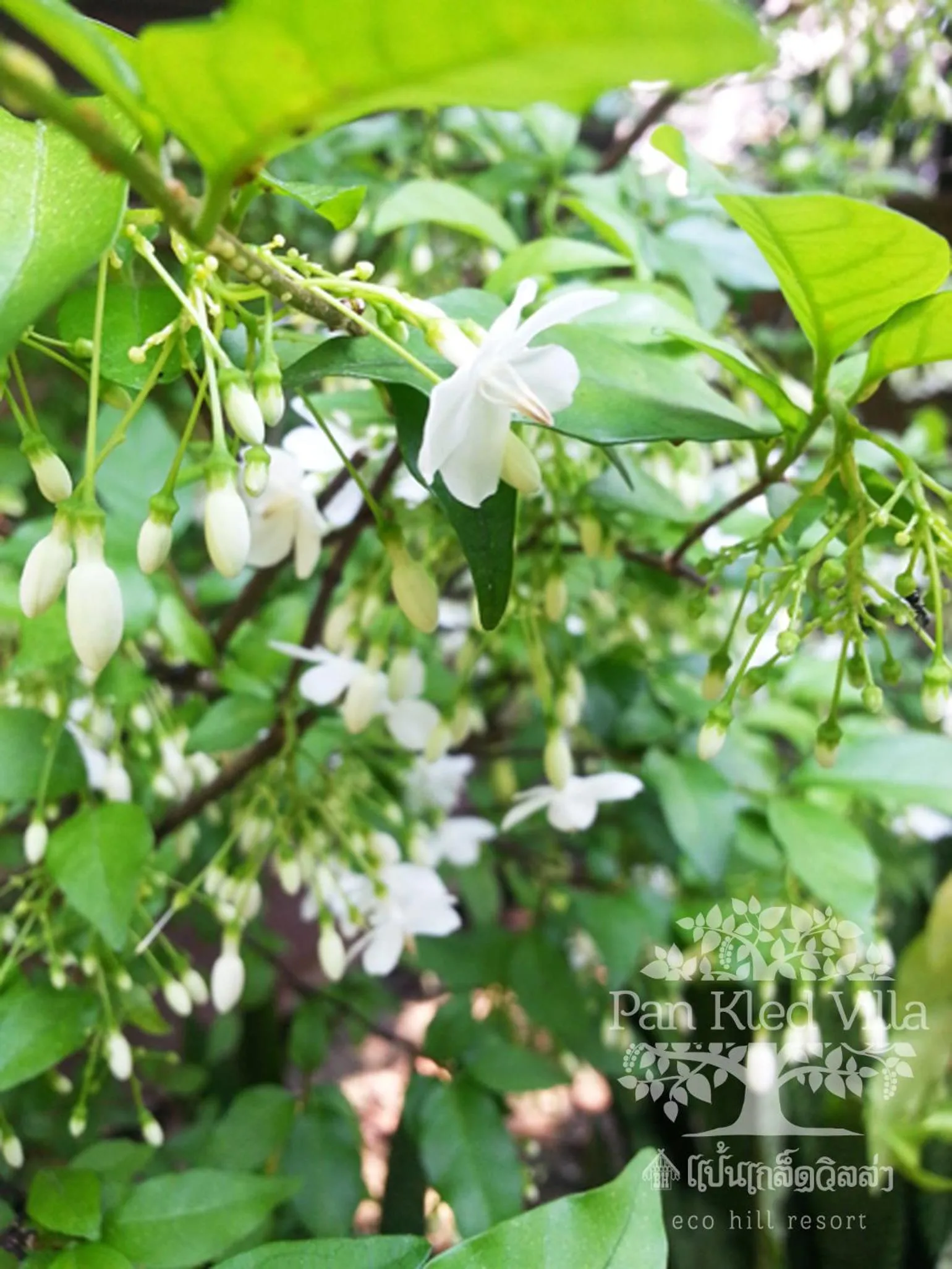 Natural landscape in PAN KLED VILLA eco hill resort