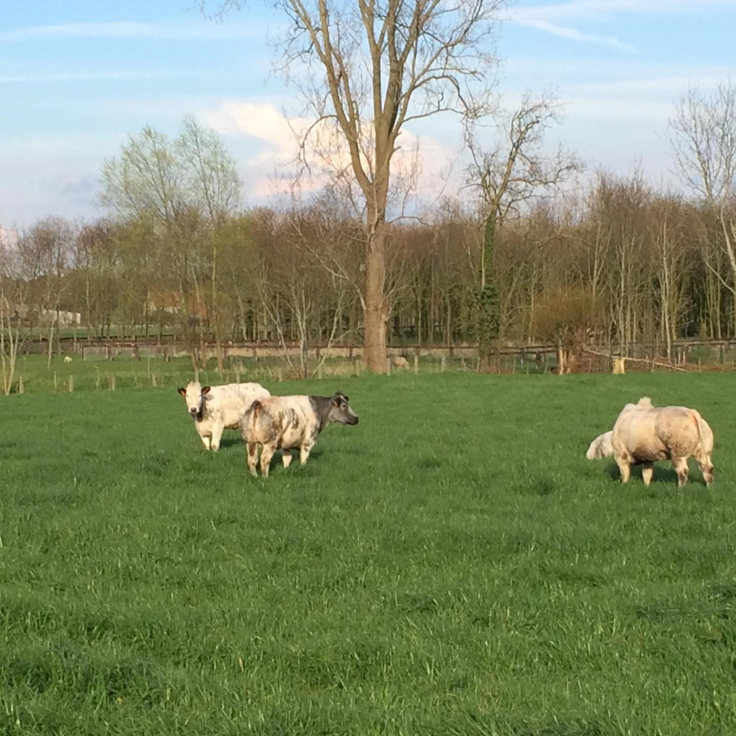 Bed and Breakfast Art