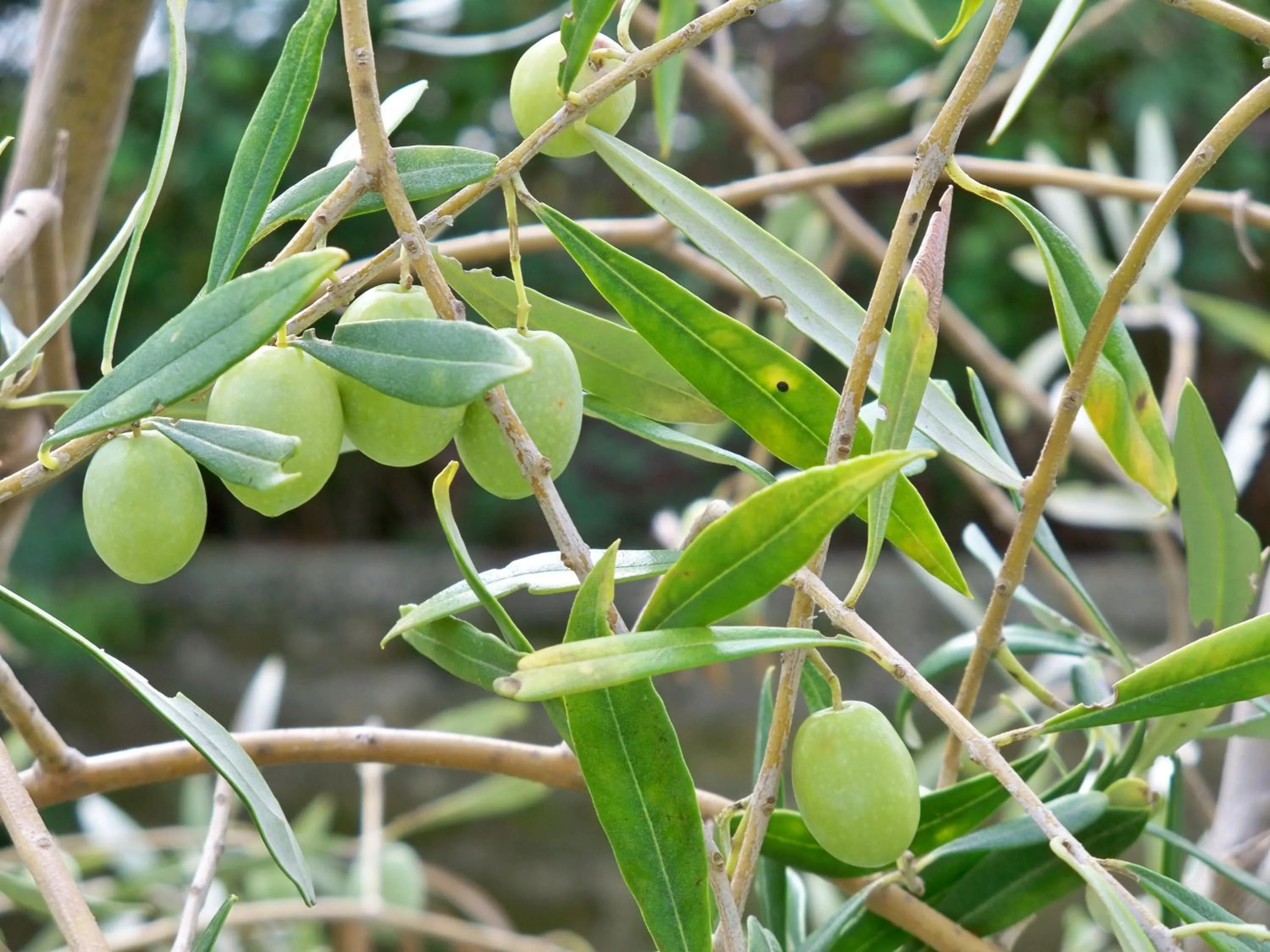 Food and drinks in La Casa Dei Sogni