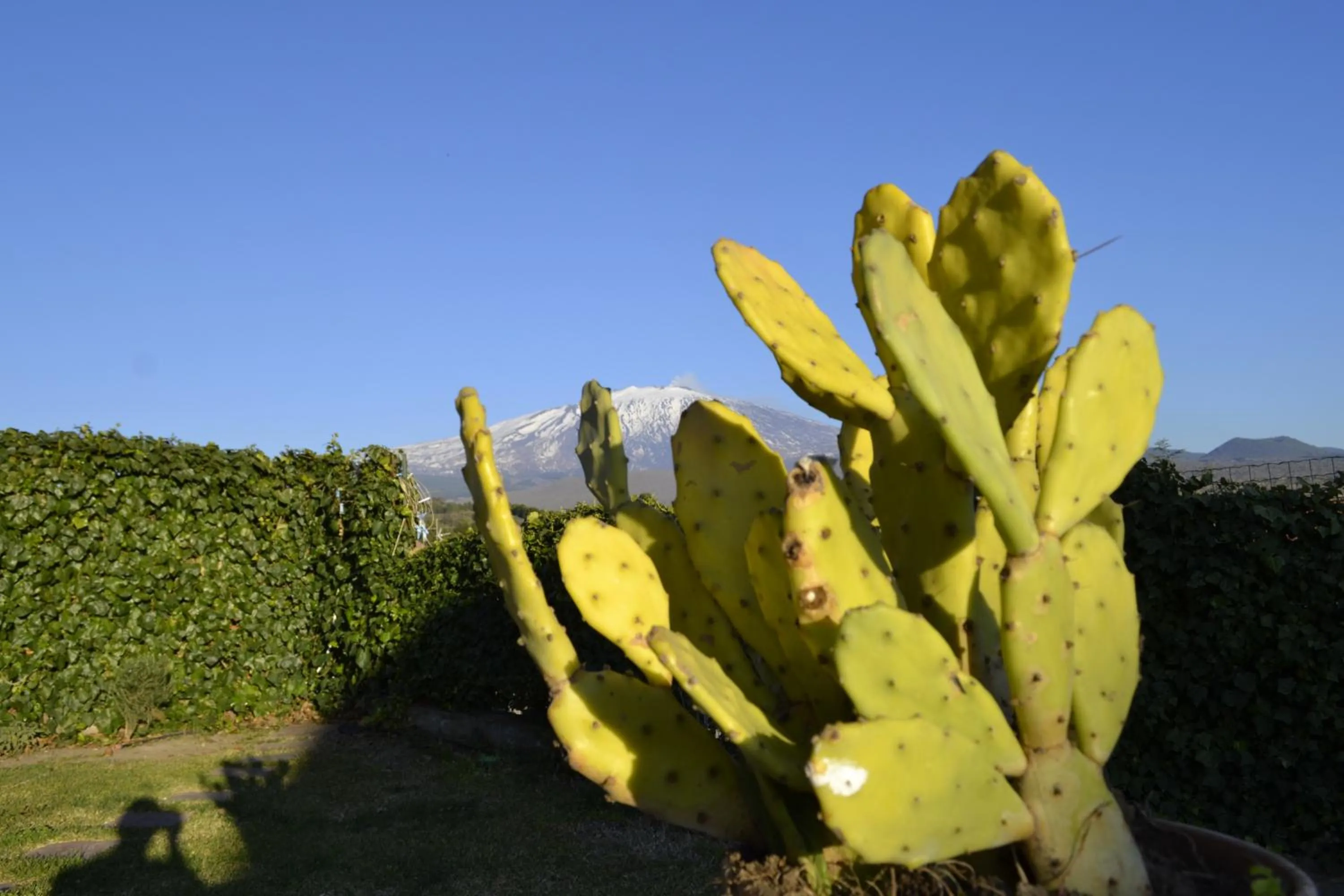 Garden view in Good Morning Etna