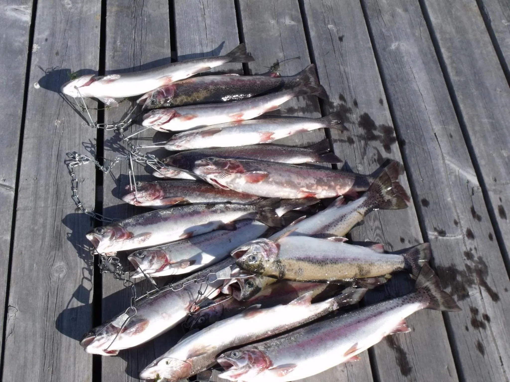 Fishing in Nimpo Lake Resort