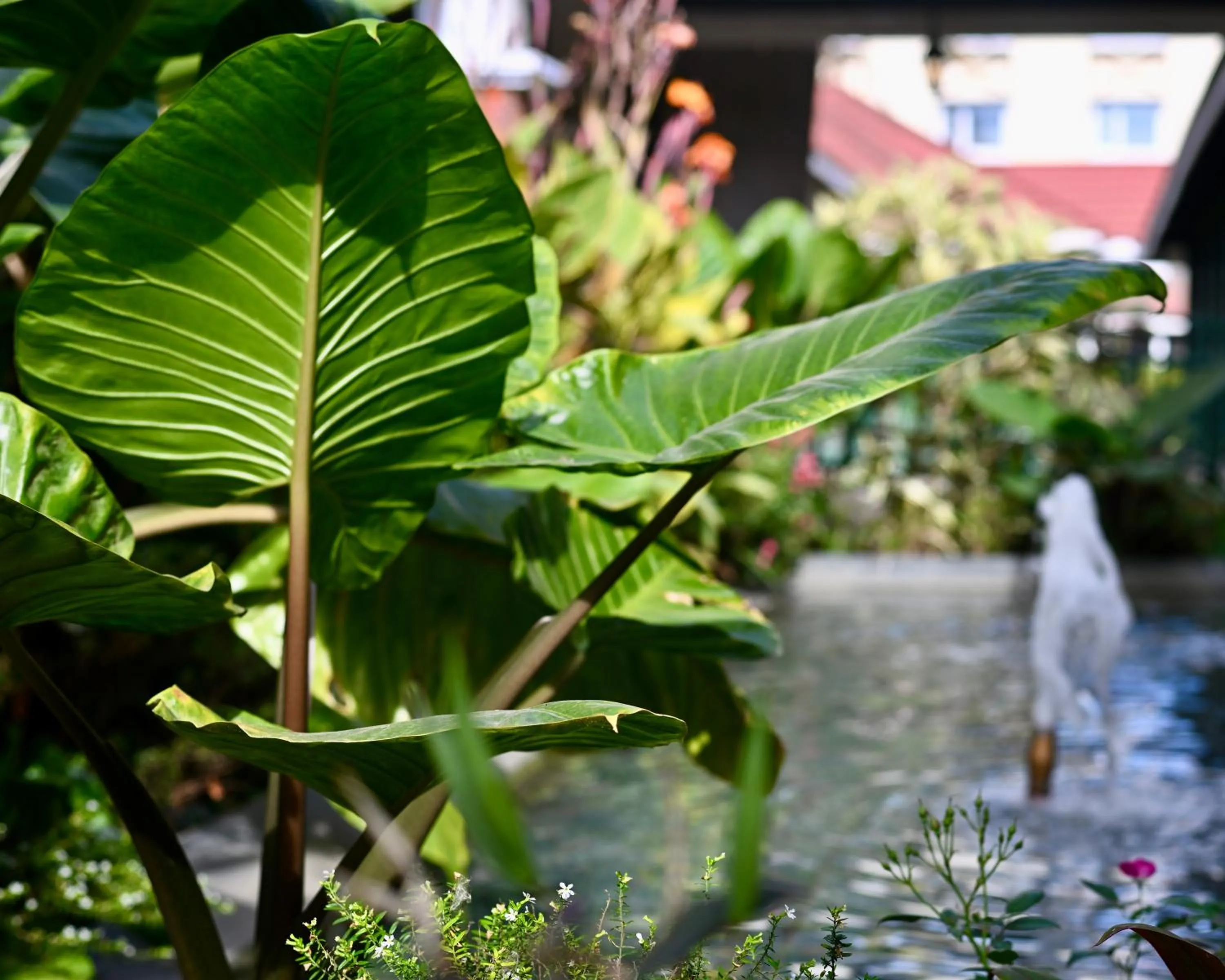Garden view in Midland Hotel Nakuru