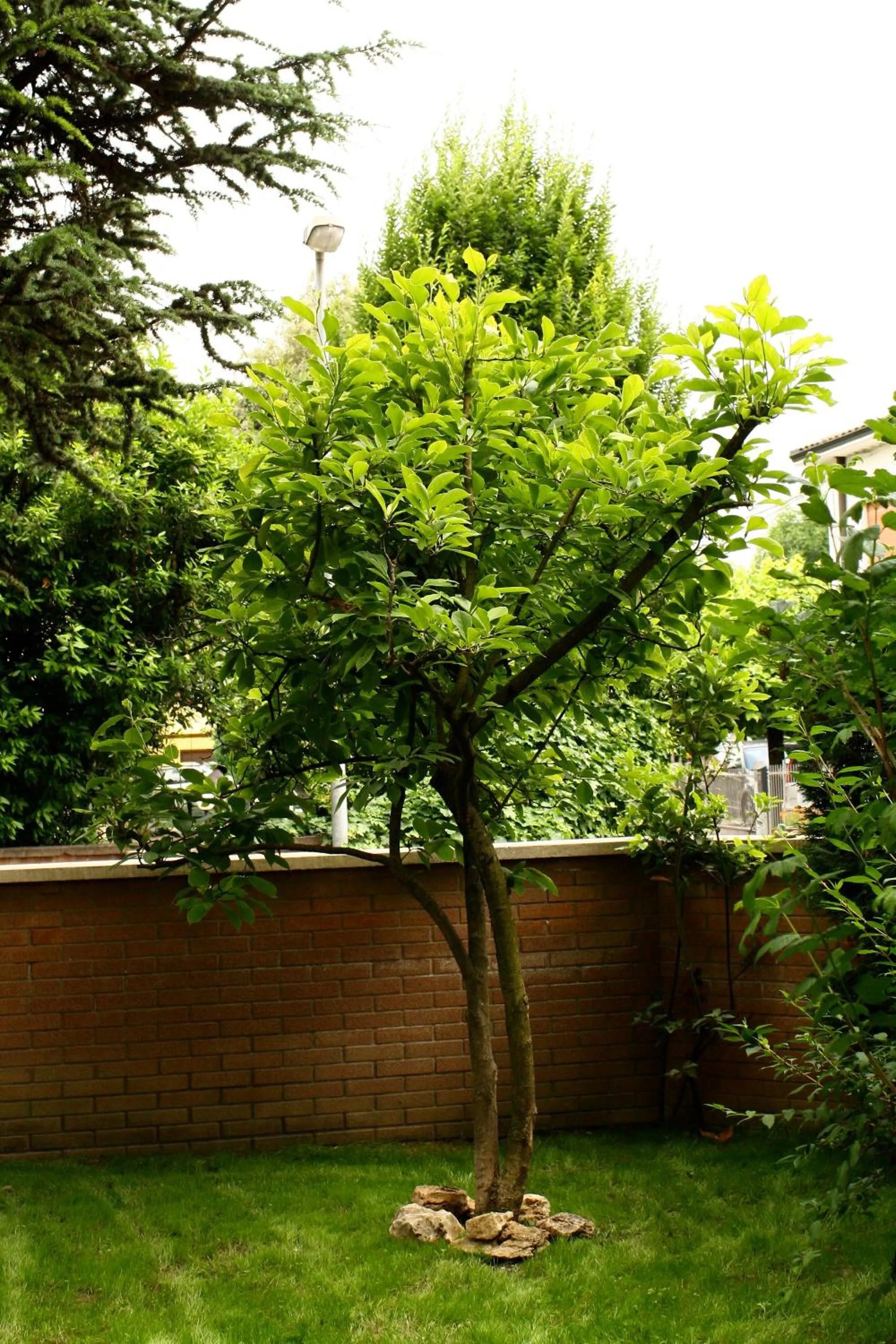 Garden view in B&b Igea 50