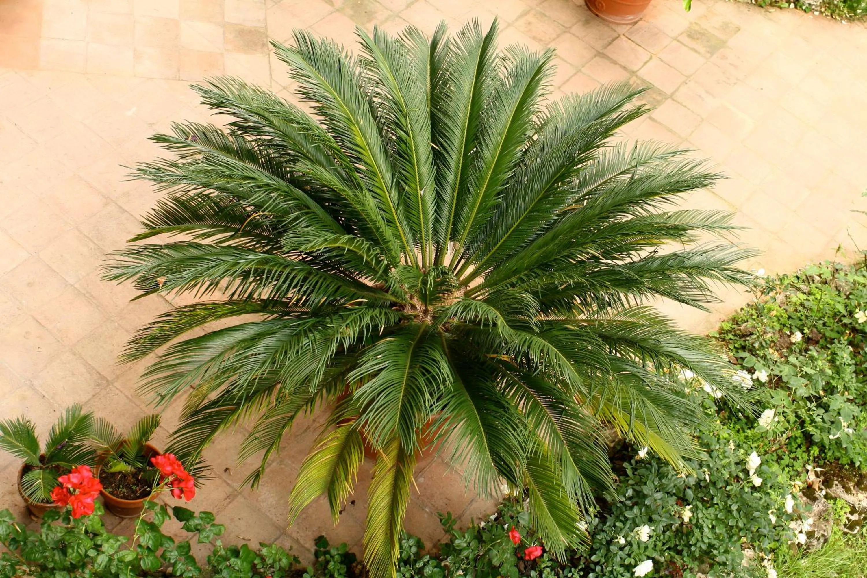 Garden view in B&b Igea 50