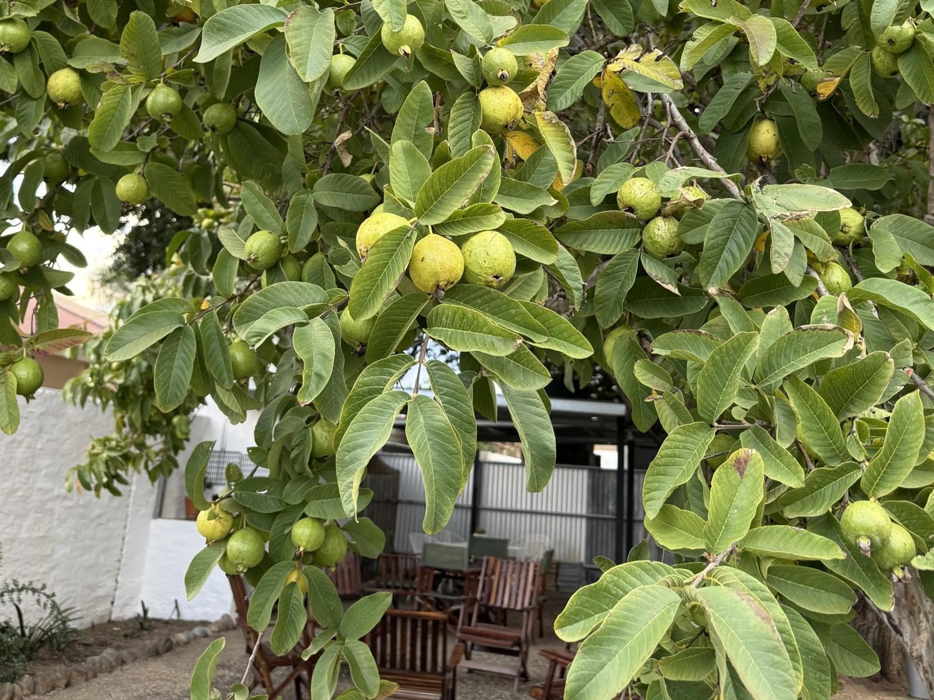 Garden in Rietjiesbos Self Catering