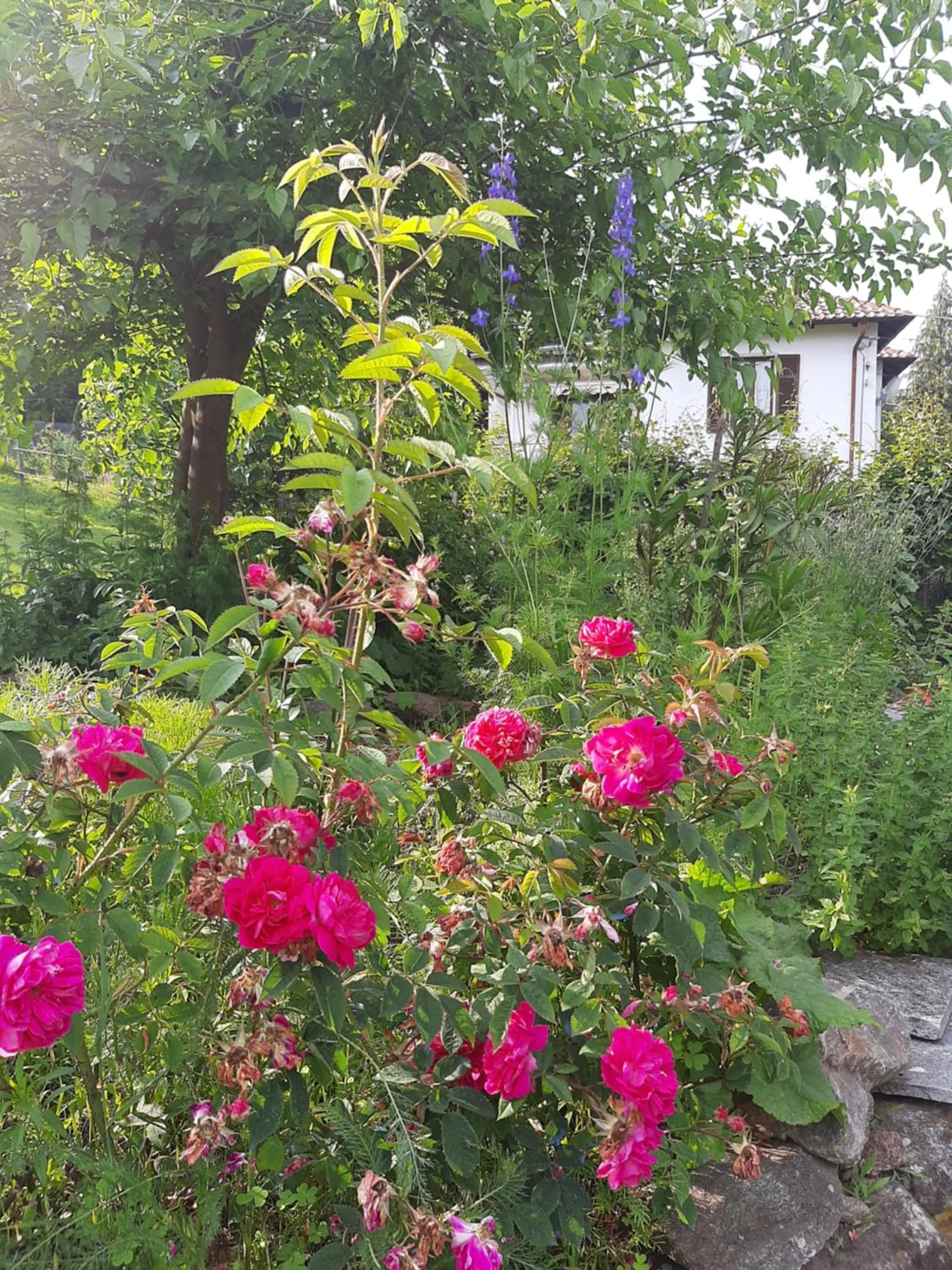 Garden in B&B Al Mutpron