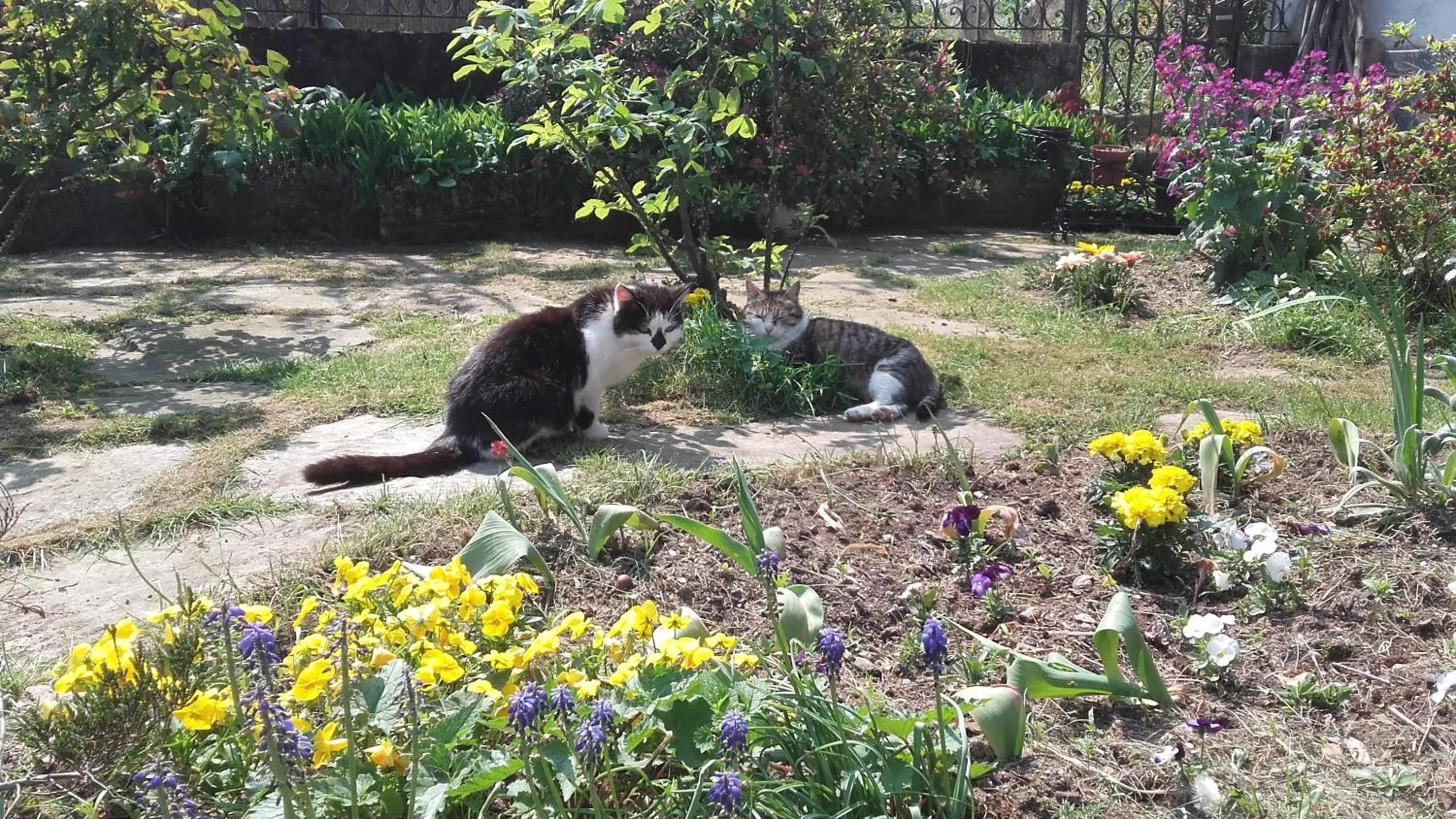 Pets in B&B Al Mutpron