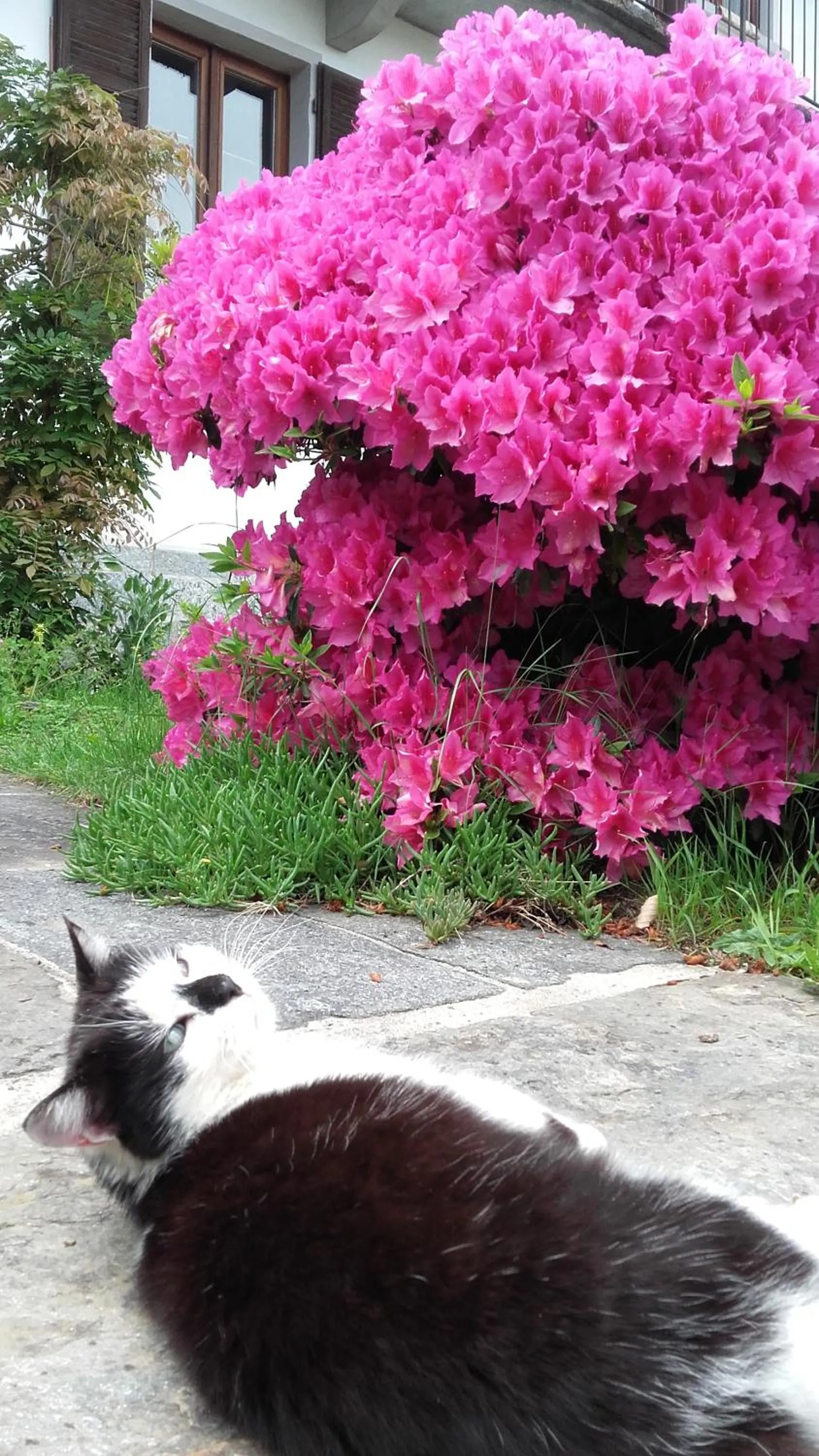 Pets in B&B Al Mutpron