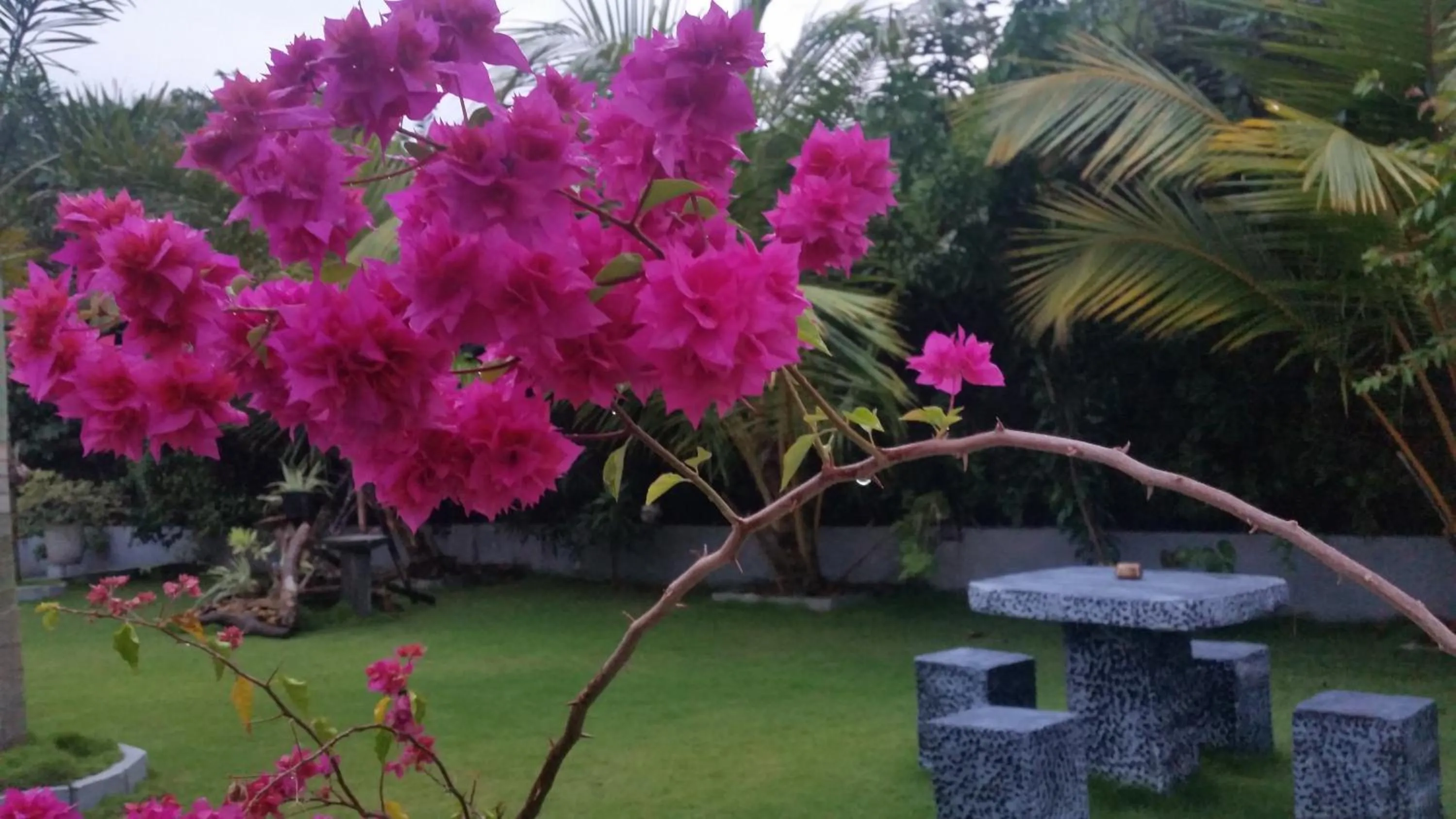 Garden in Dhammika Magic Palace