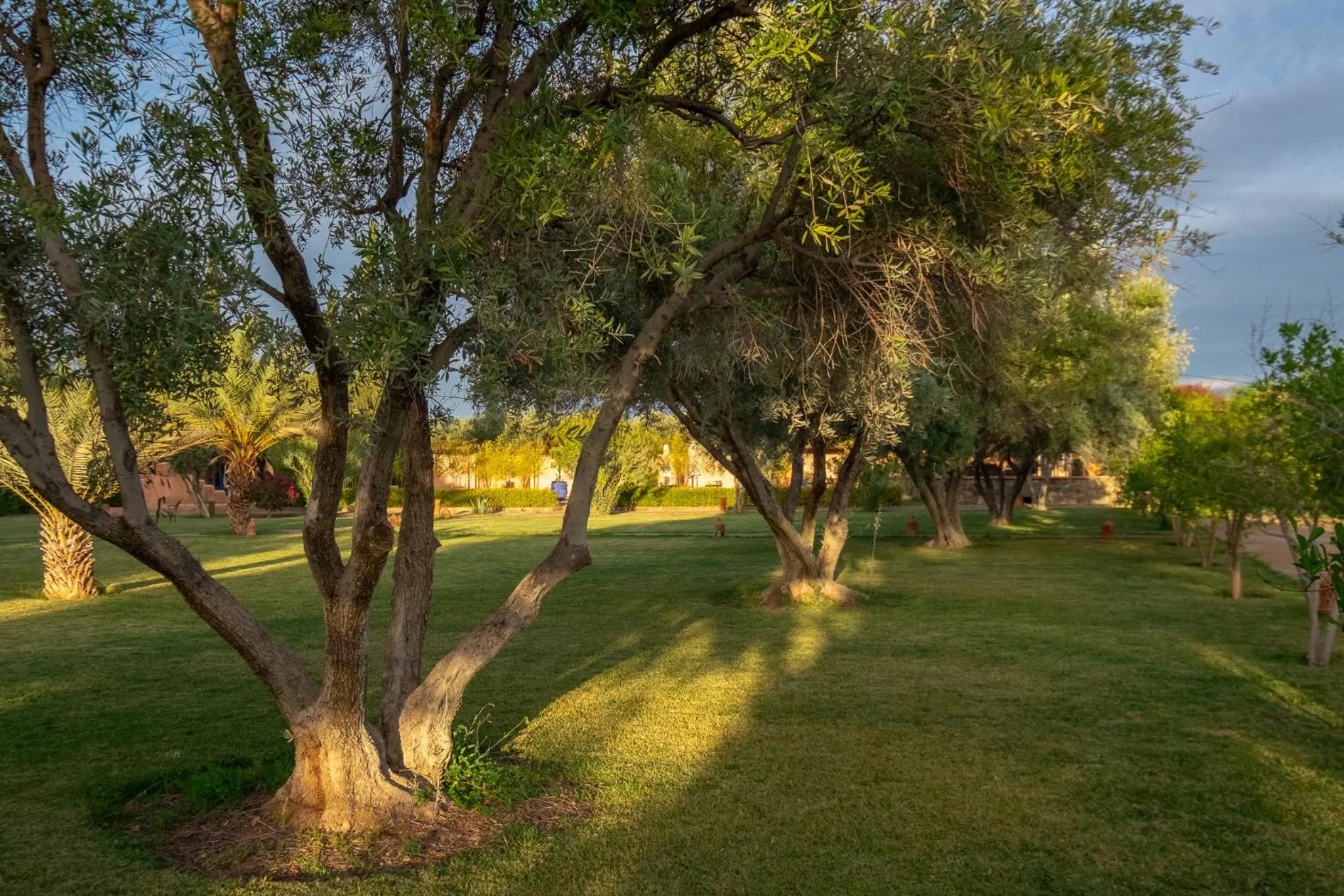 Day in SOBOL Le Chant des Oliviers