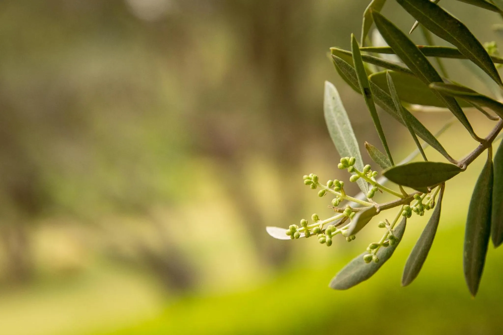 Spring in SOBOL Le Chant des Oliviers