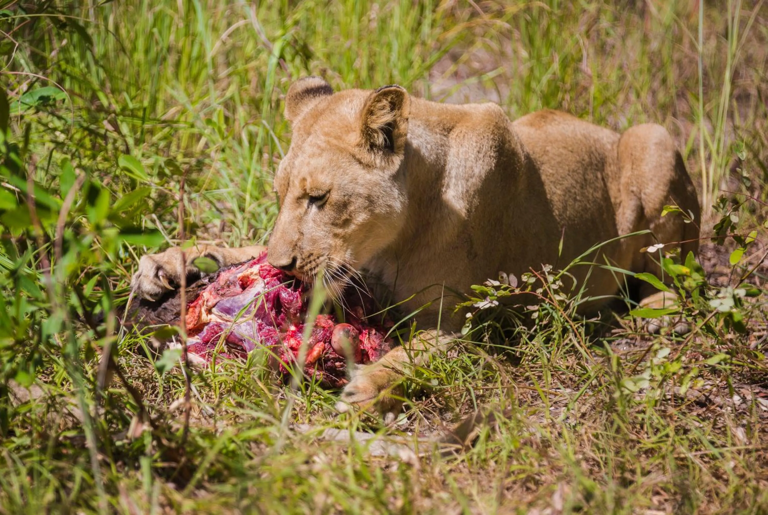 Activities in Chaminuka Lodge