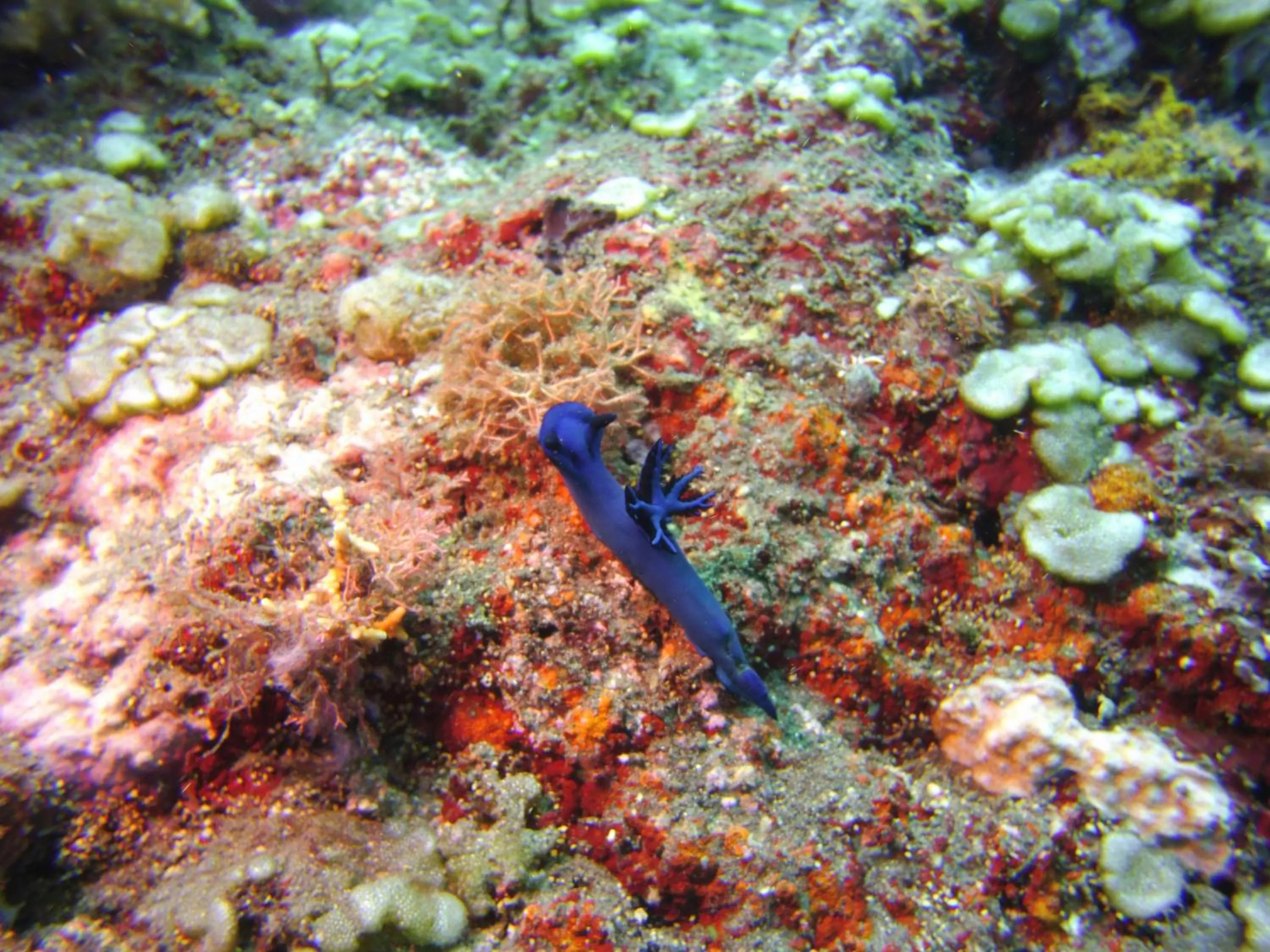 Snorkeling in Alam Mimpi Bali