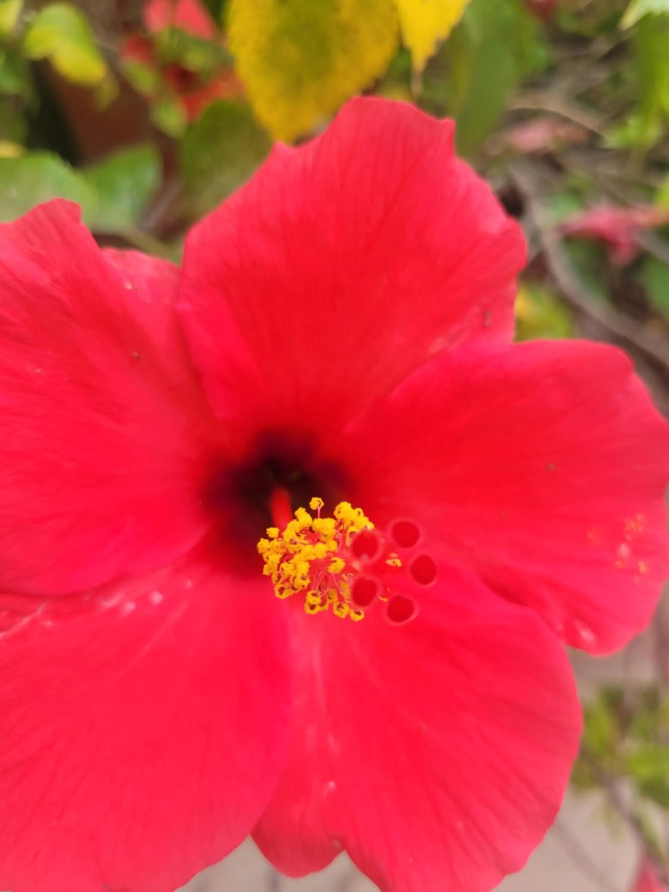 Garden in La Llar de Laura